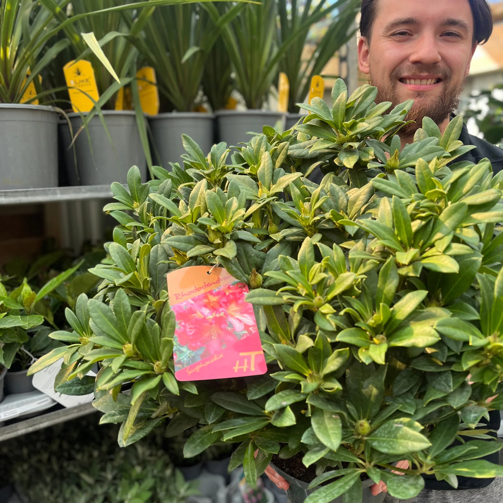 Rhododendron hybride 'Scyphocalix' 5L (60-70cm inc. pot) - Image 2