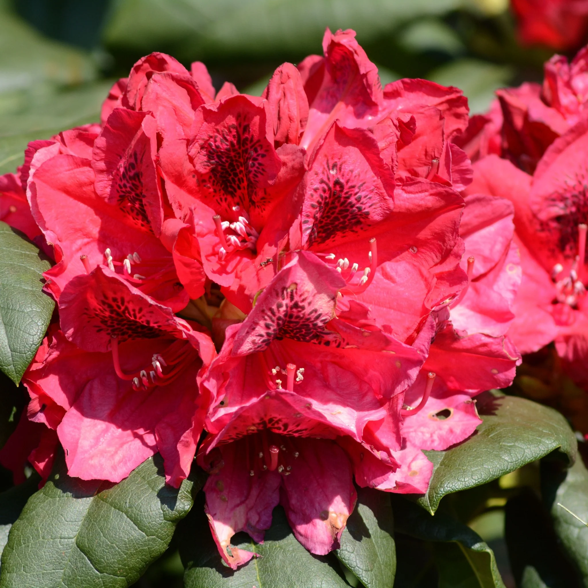 Rhododendron 'Lord Roberts' 5L - Image 2