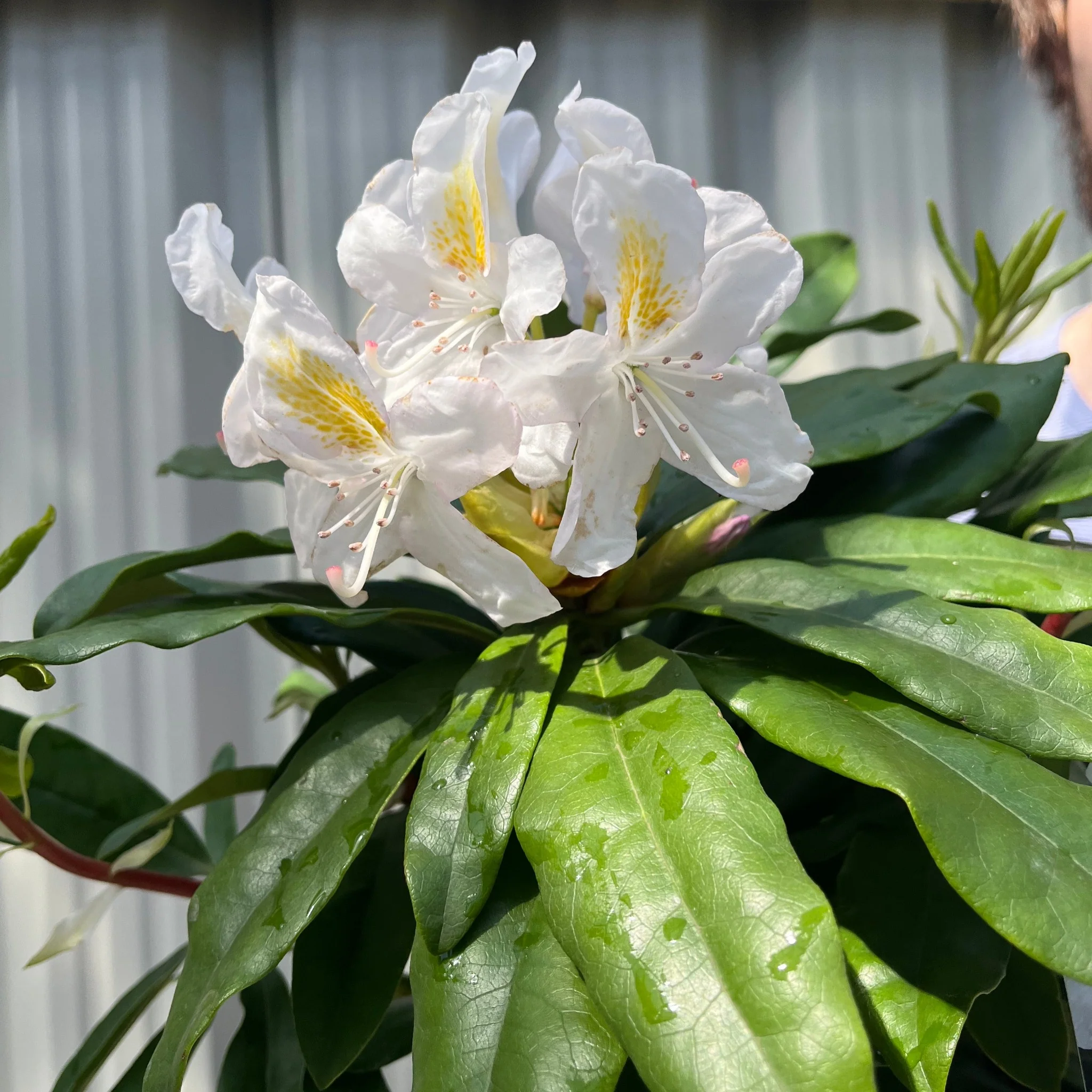 Rhododendron 'Madame Masson' 2L/5L - Image 3