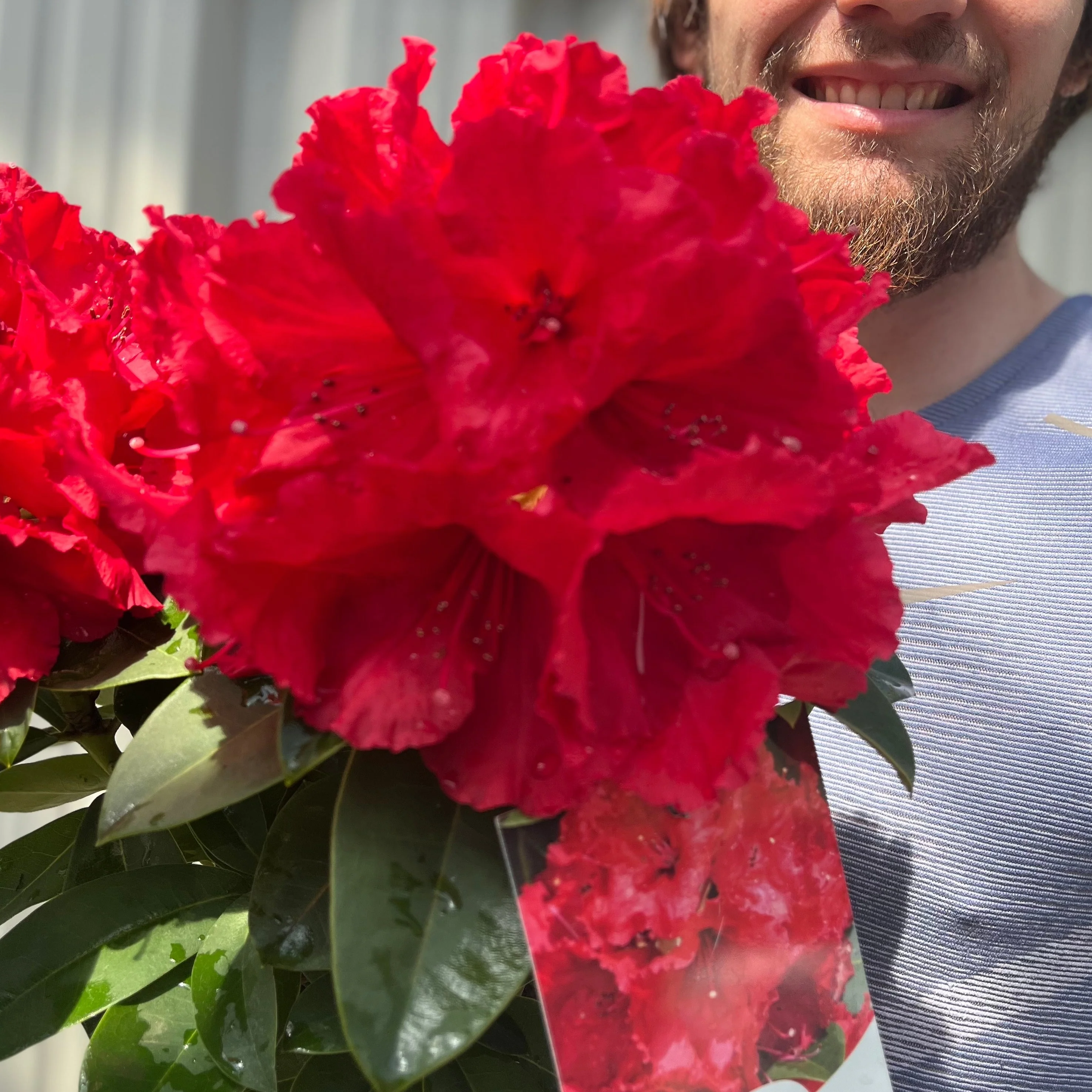 Rhododendron 'Red Jack' 2L - Image 2