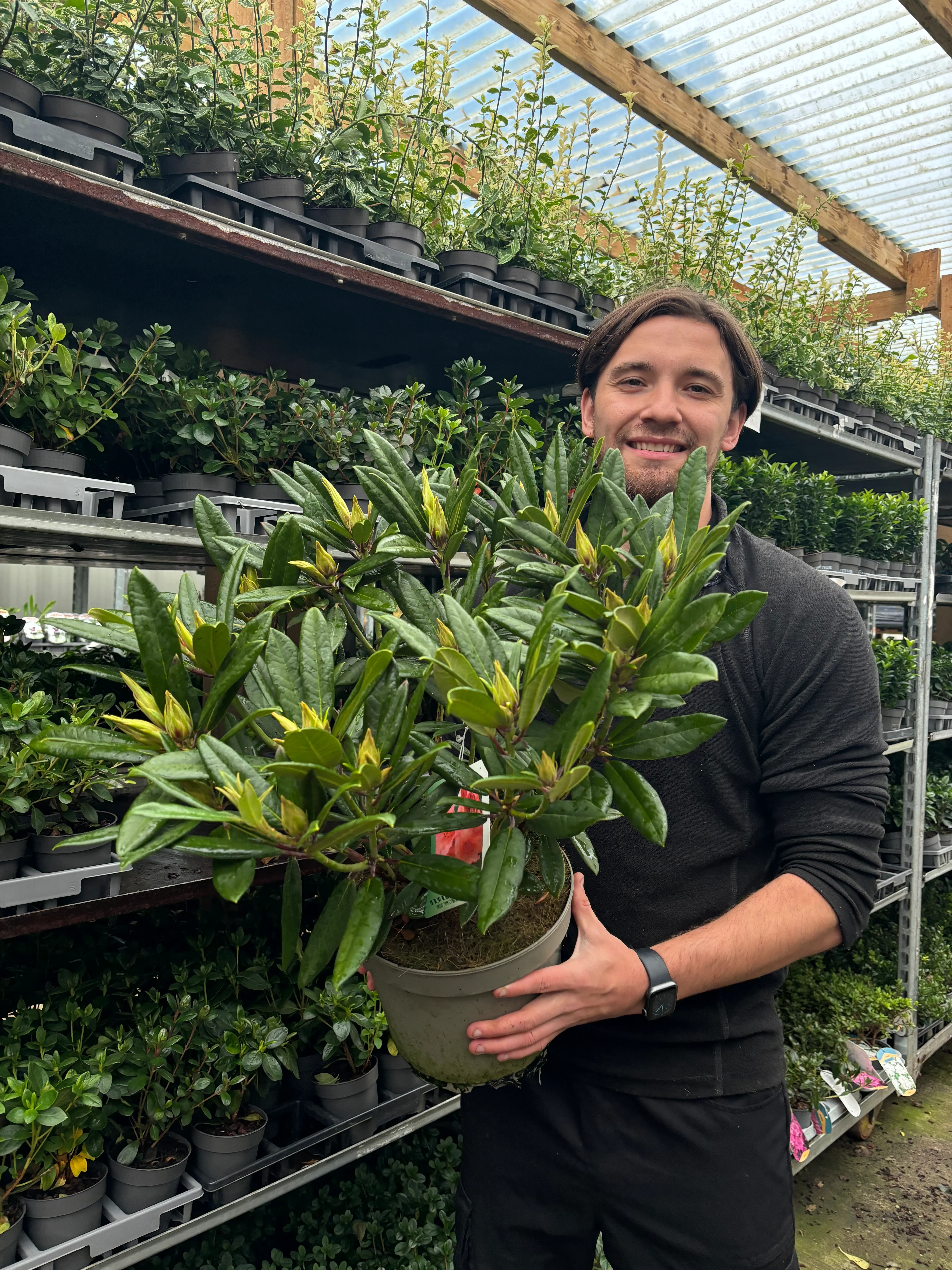 Rhododendron 'Tortoischell Orange' 5L