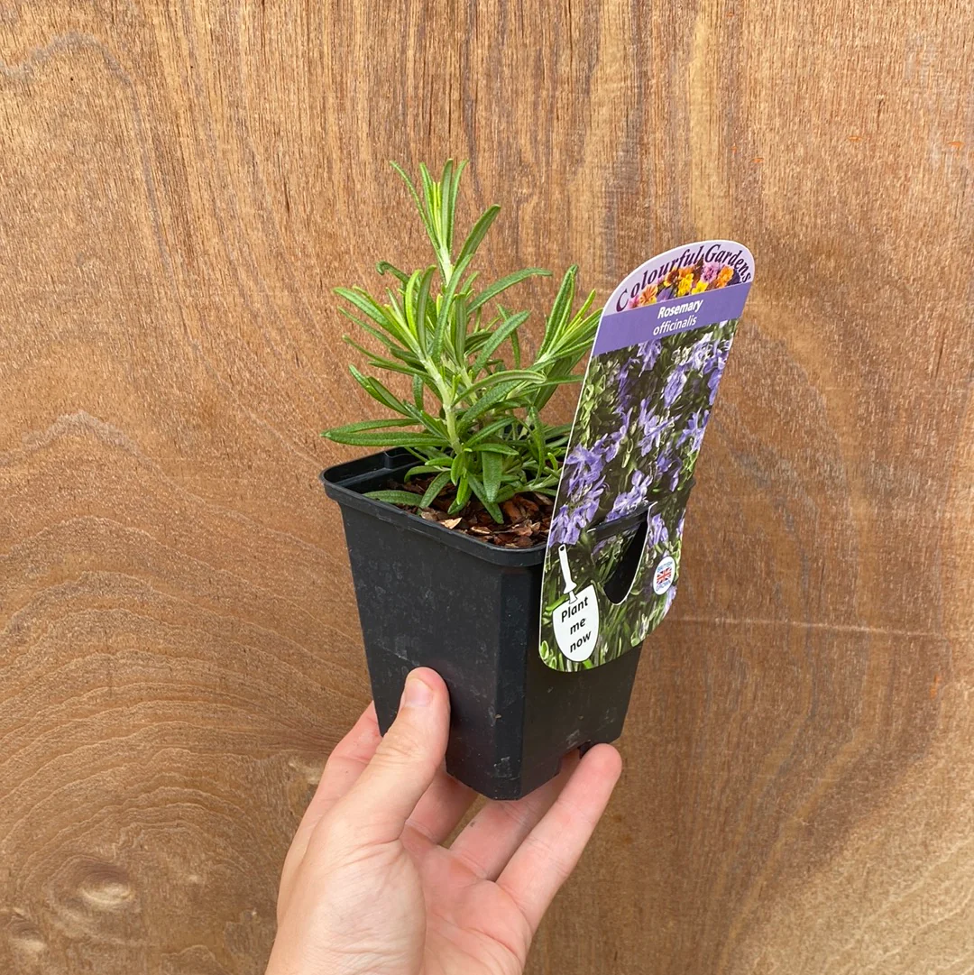 Rosemary officinalis (8cm/1.5L) - Image 3