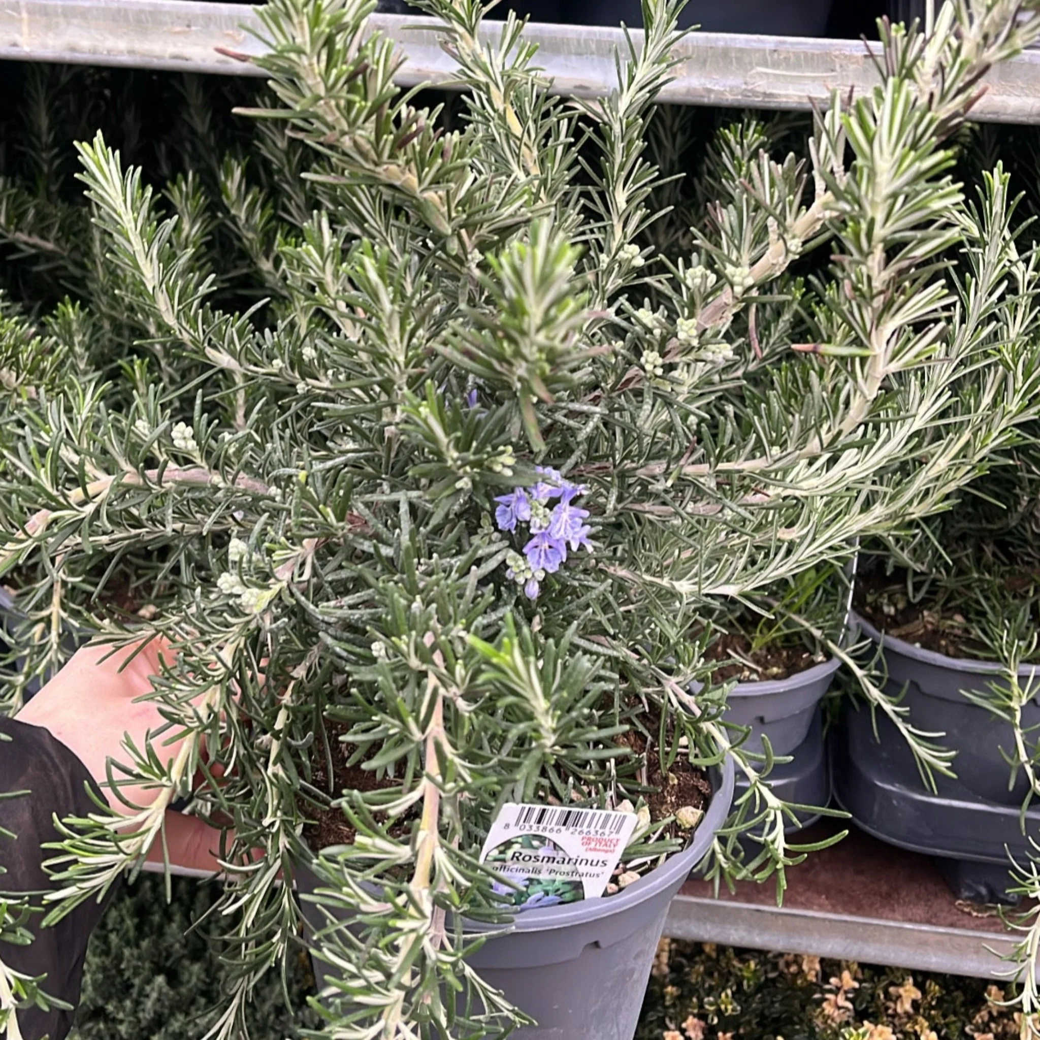 Rosmarinus officinalis 'Prostratus Group' 9cm-2L - Image 3
