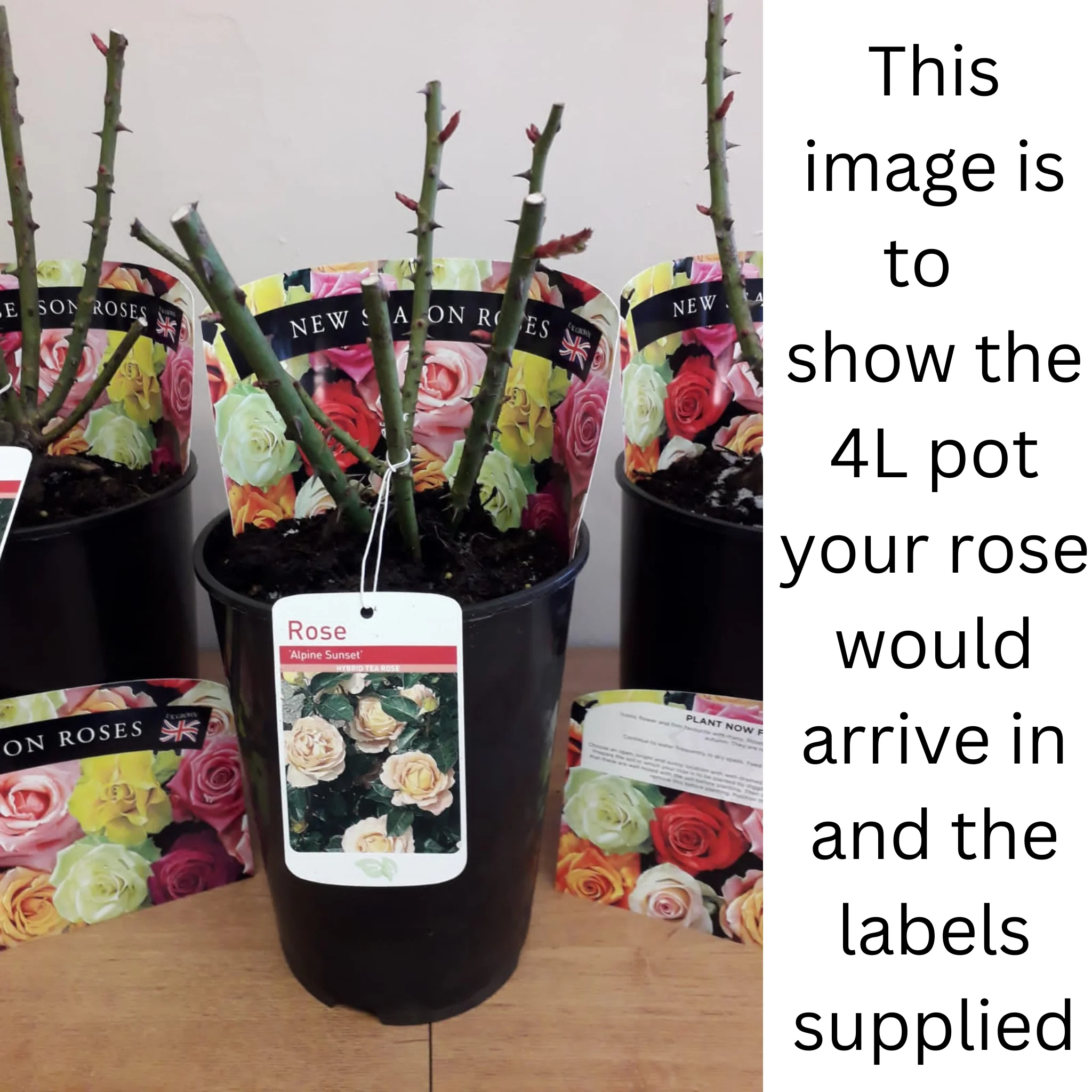 Rose Ruby Wedding | Hybrid Tea Rose | 4L Potted Rose - Image 4