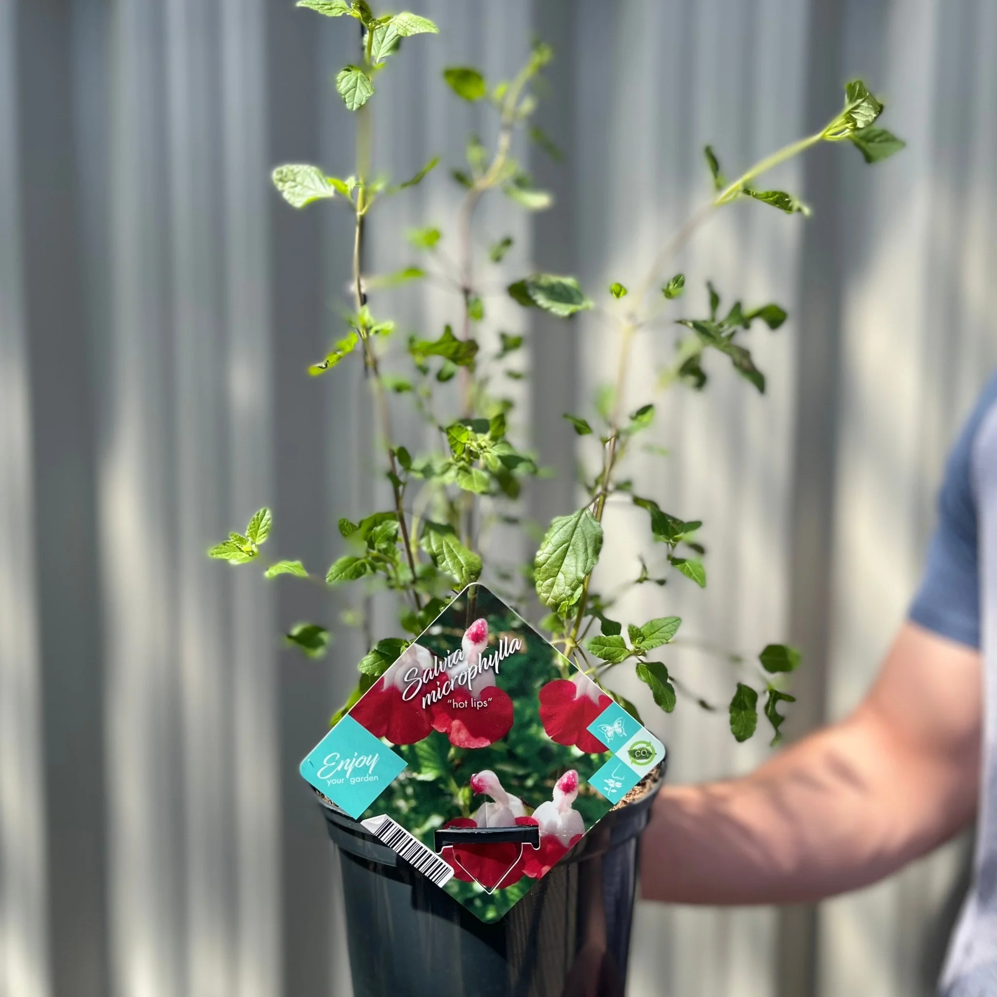 Salvia 'Hot Lips' 9cm/2L - Image 2
