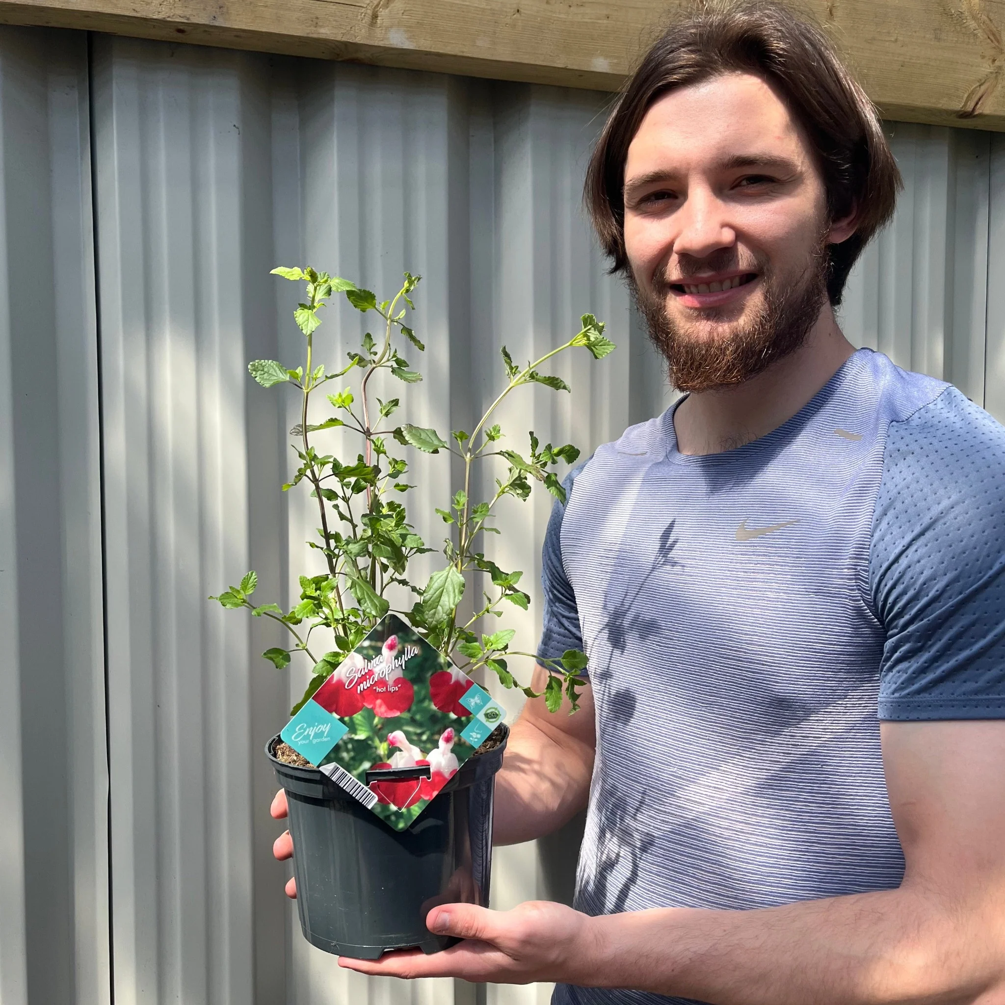 Salvia 'Hot Lips' 9cm/2L - Image 3