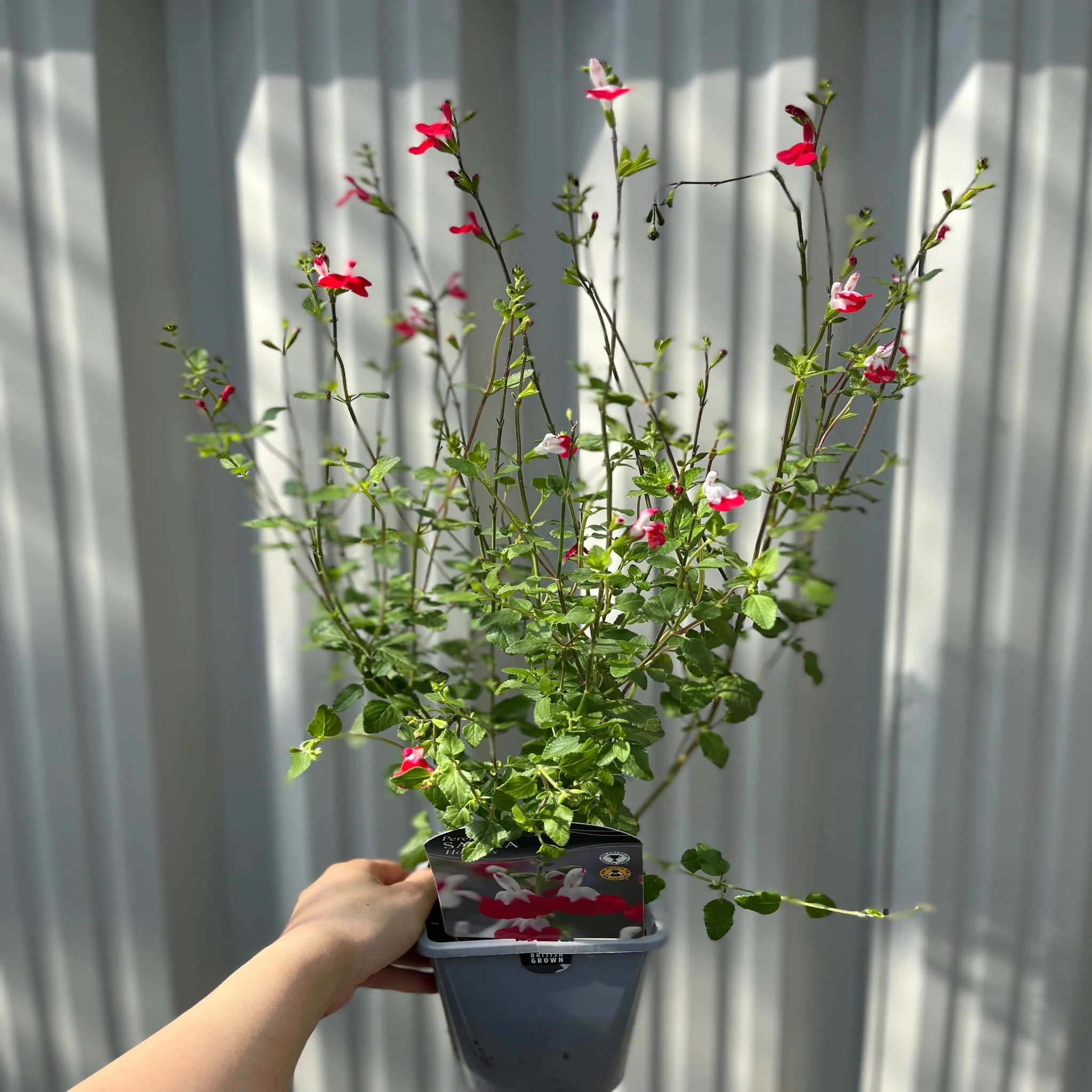 Salvia 'Hot Lips' 9cm/2L - Image 4