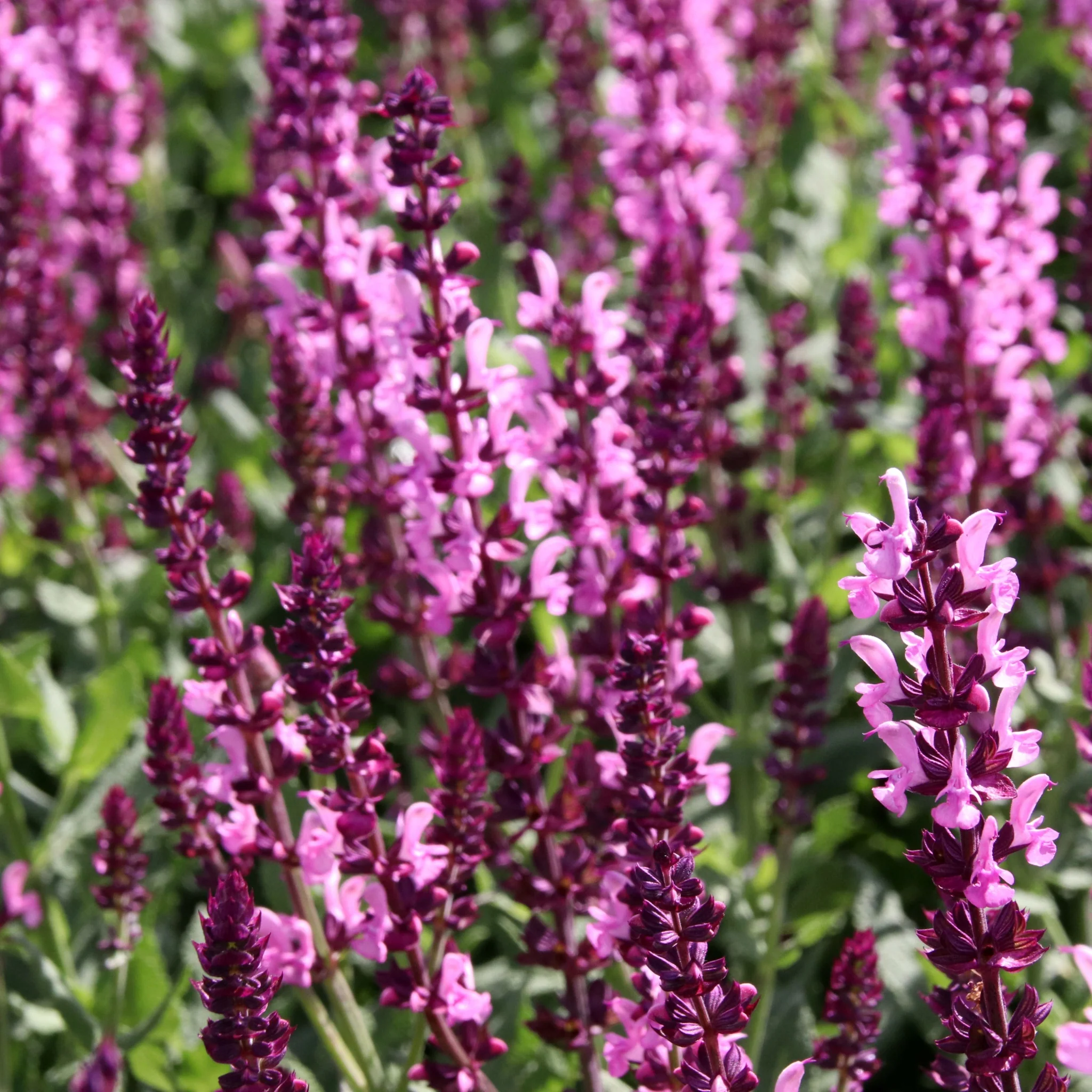 Salvia nemerosa 'Sensation Deep Rose' (Young Perennial) PRE ORDER Dispatch April