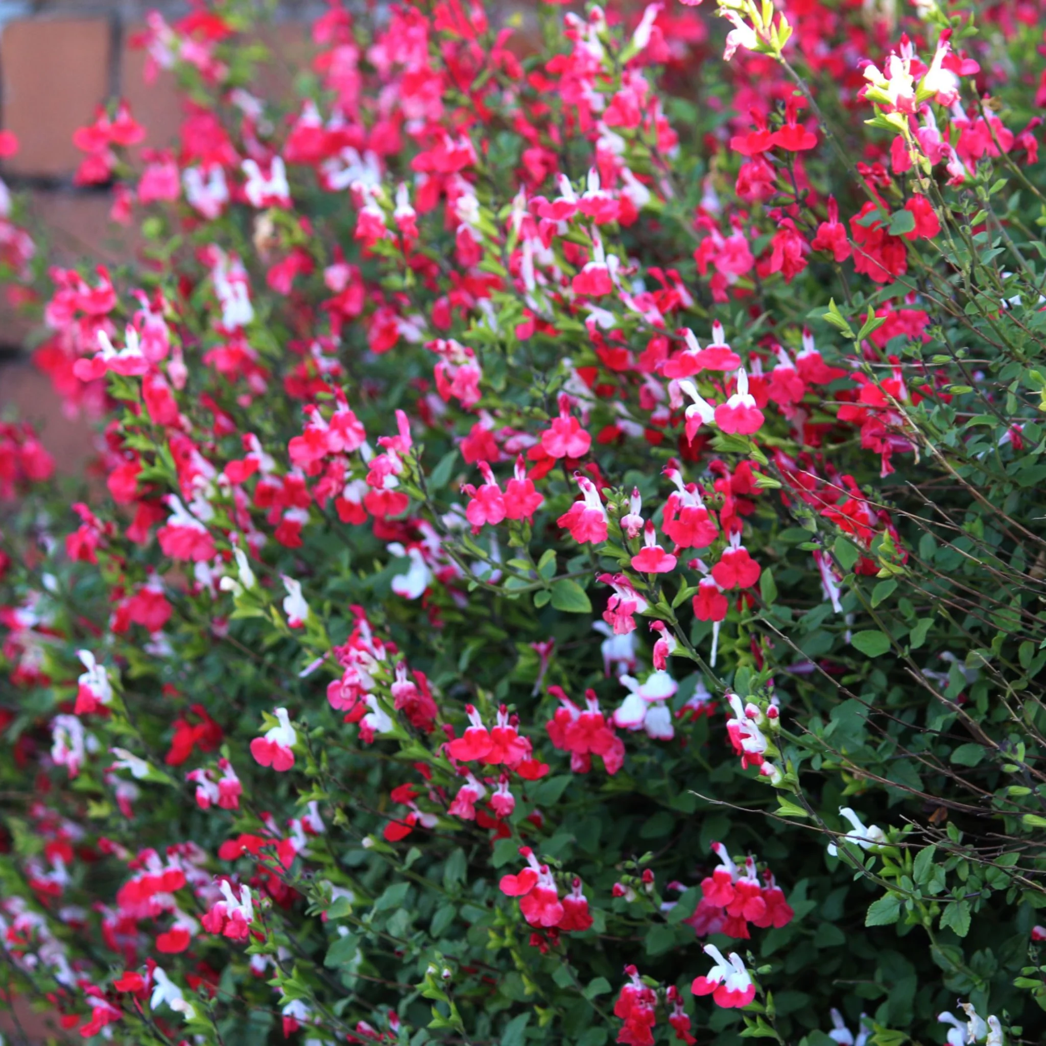 Salvia x jamensis 'Hot Lips' (Young Perennial) PRE ORDER Dispatch End of March