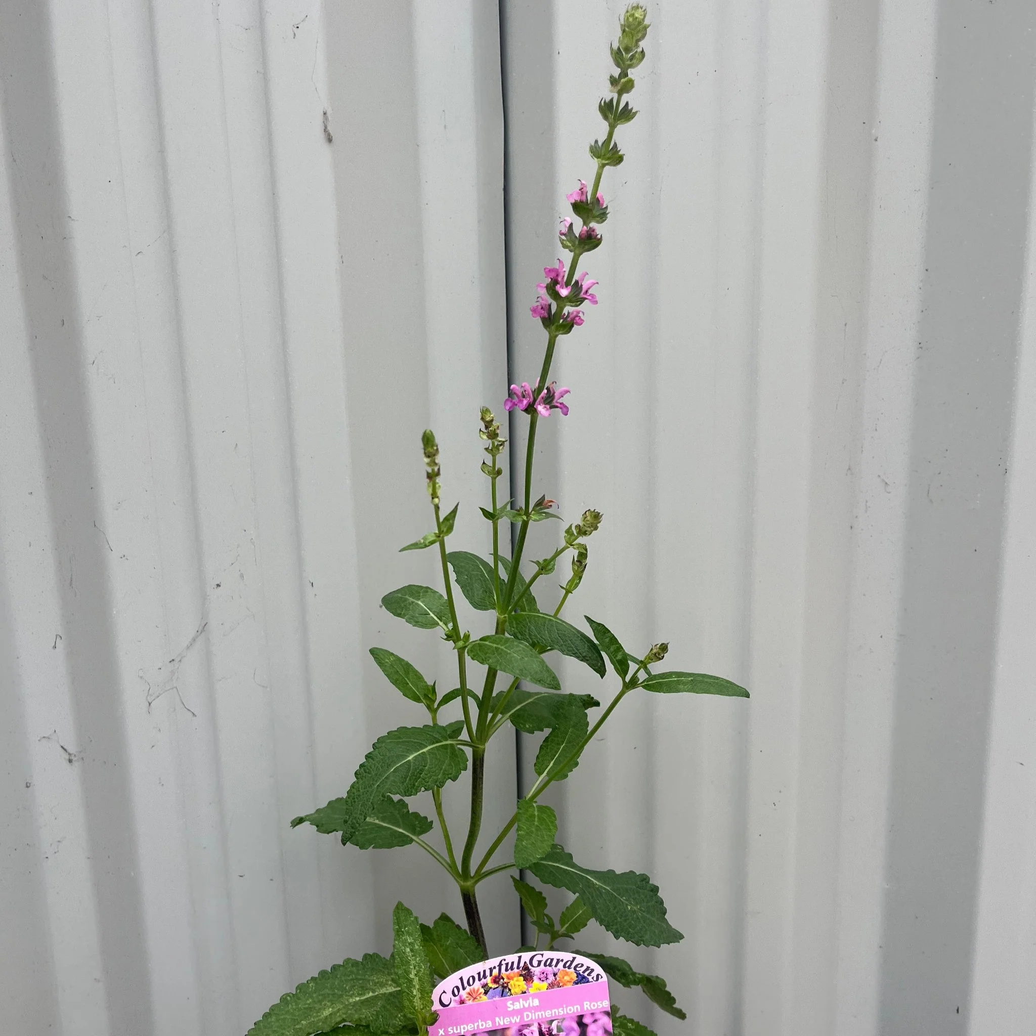 Salvia x superba Merleau Rose 9cm - Image 2
