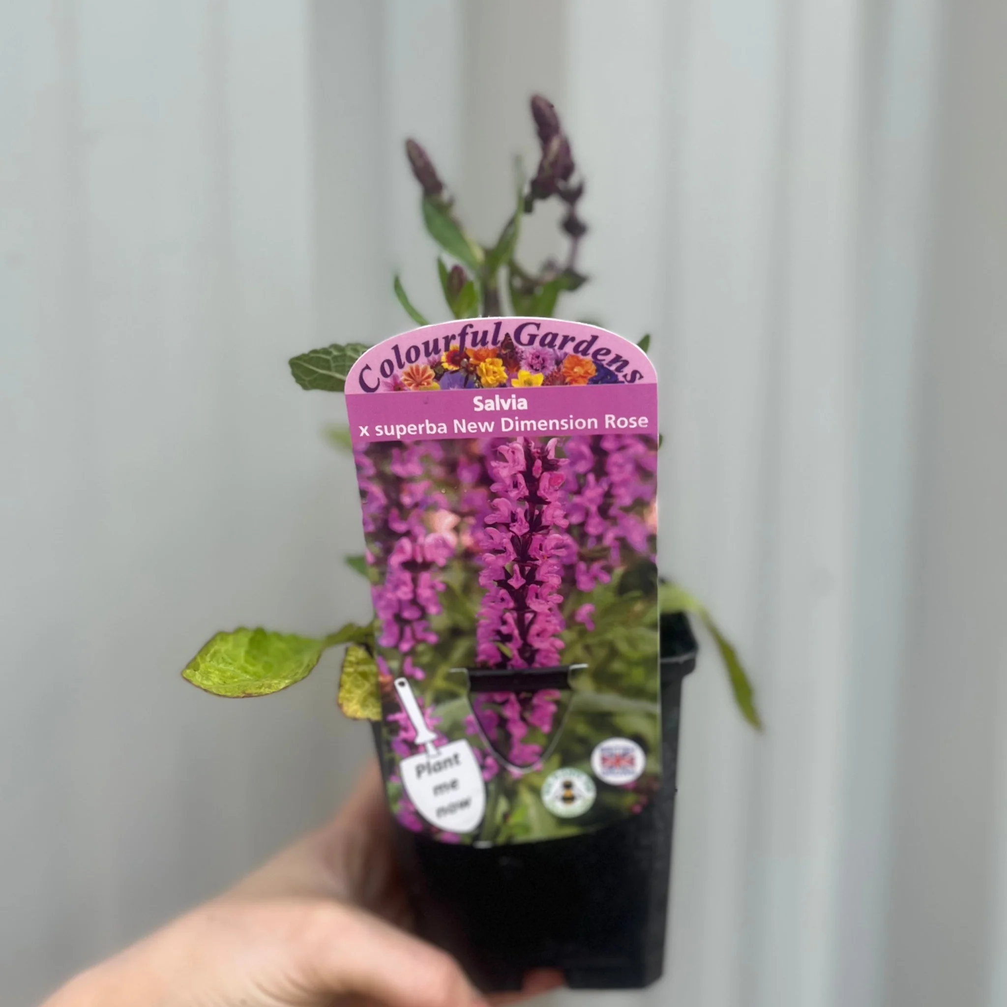 Salvia x superba Merleau Rose 9cm - Image 3