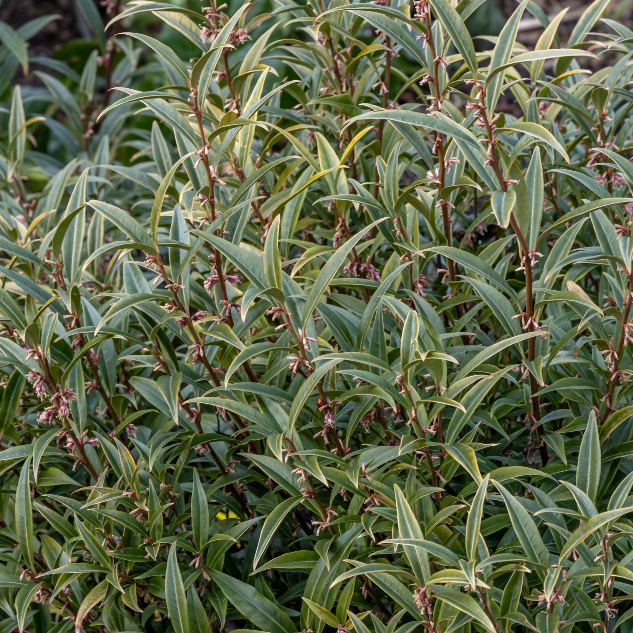 Sarcococca hookeriana 'Purple Stem' 2L - Image 2