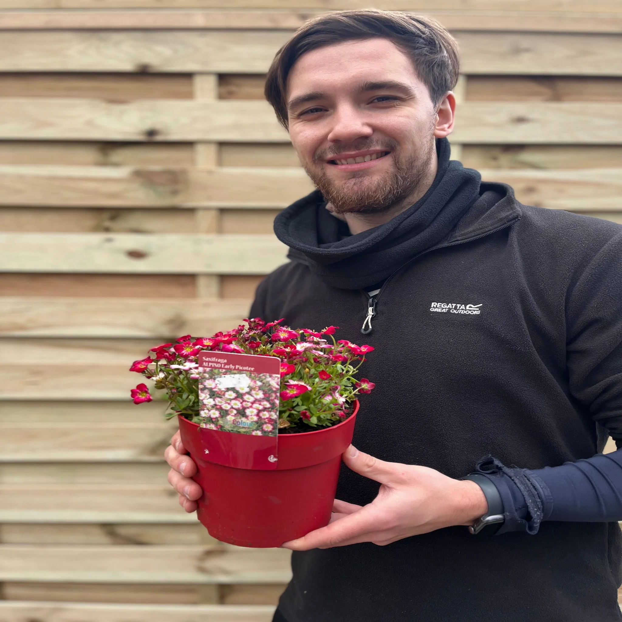 Saxifraga Alpino Early Picotee 2L - Image 2