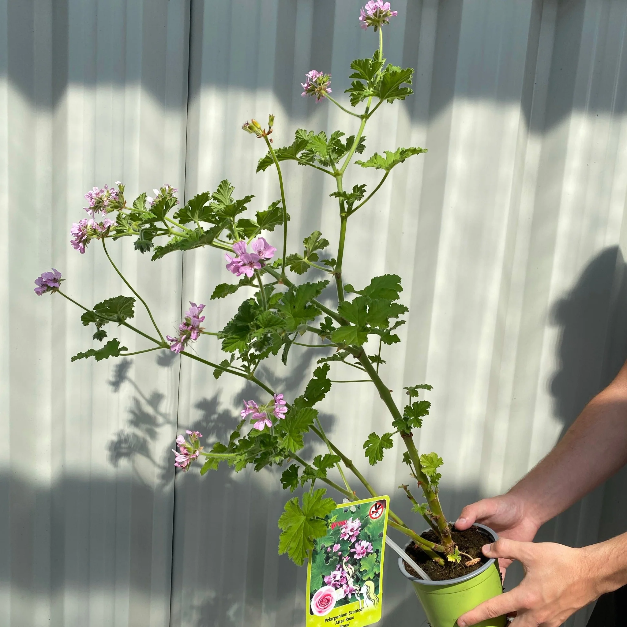 Scented Pelargonium (Scented Geranium) 'Rose' - Image 2