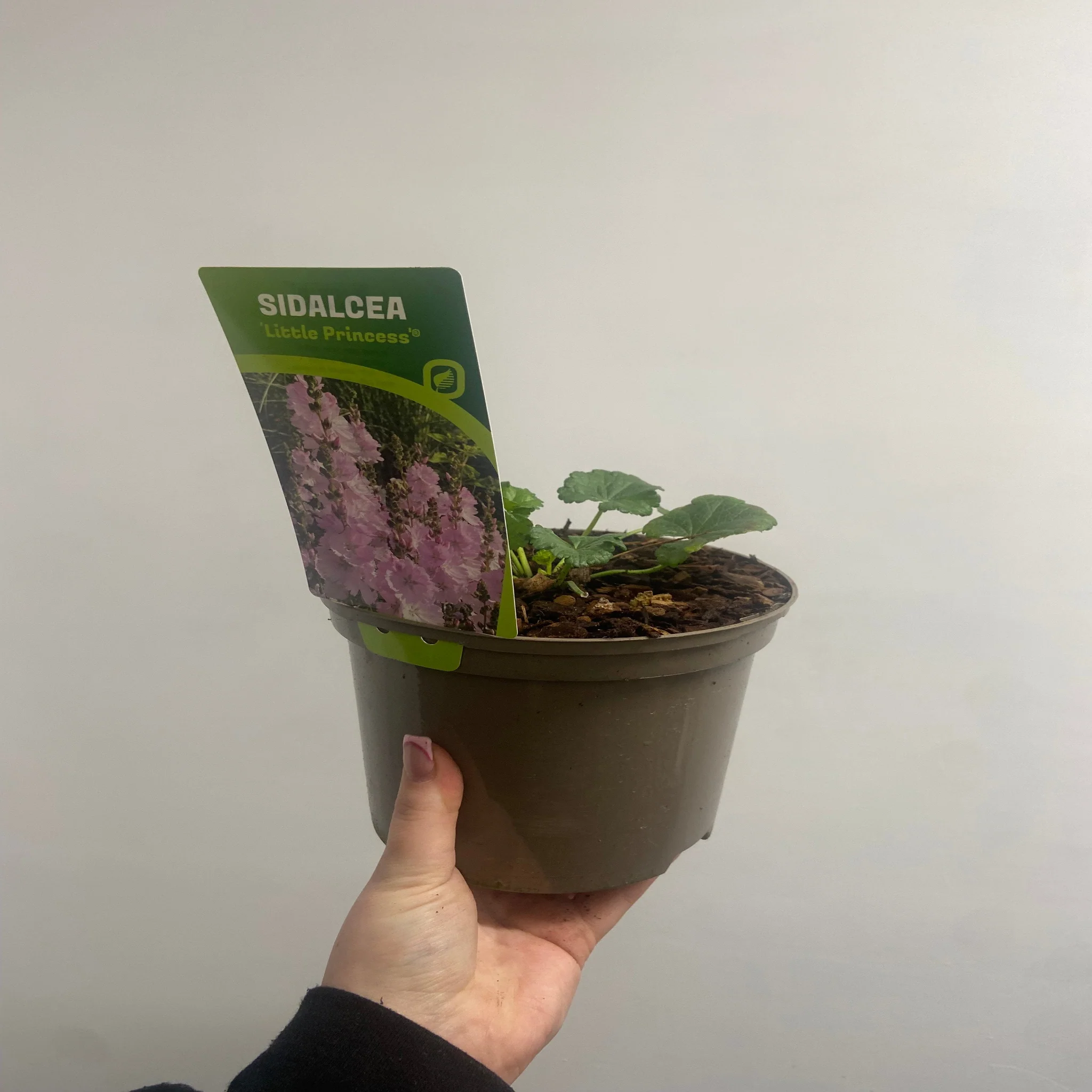 Sidalcea 'Little Princess' 2L - Image 3