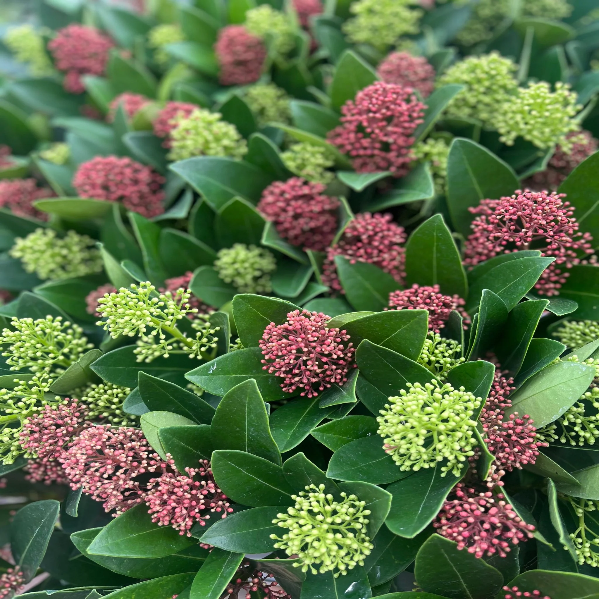 Skimmia Double Diamond 10.5cm/2L - Image 3