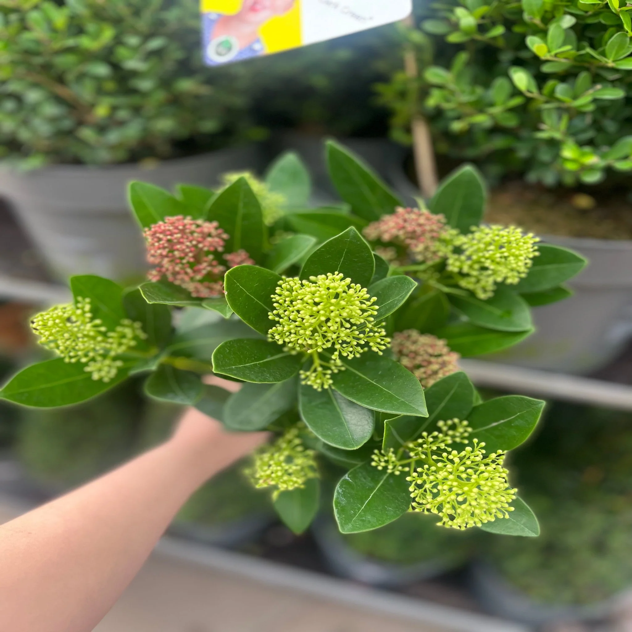 Skimmia Double Diamond 10.5cm/2L - Image 4
