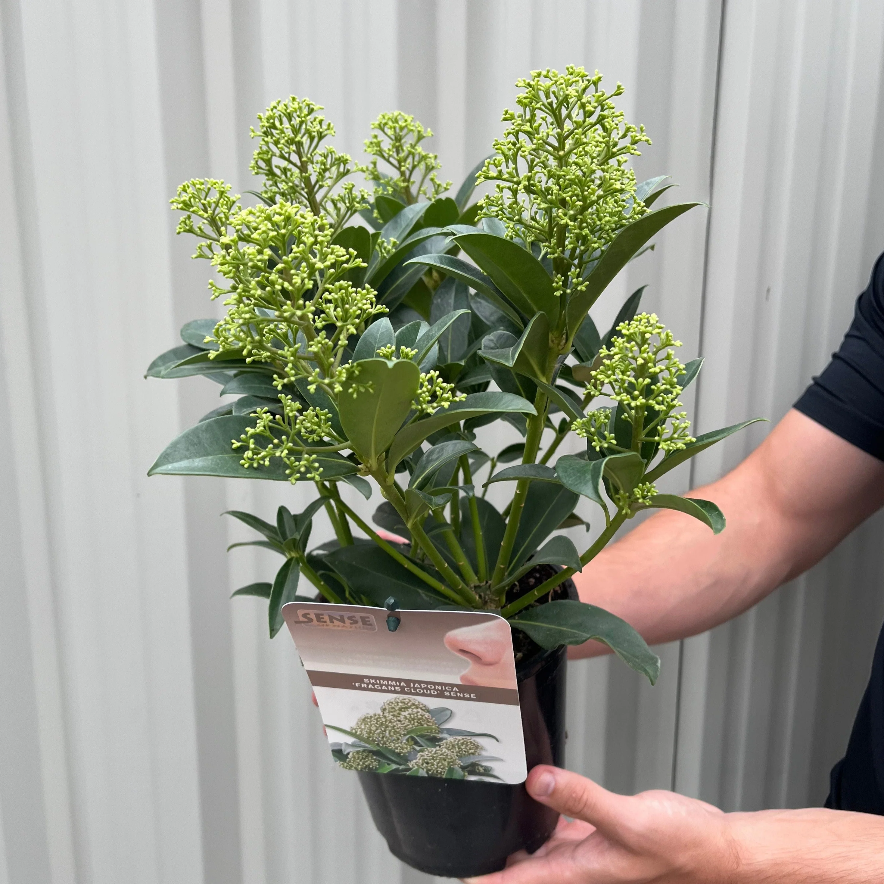 Skimmia japonica 'Fragrant Cloud' 9cm/2L/5L - Image 5
