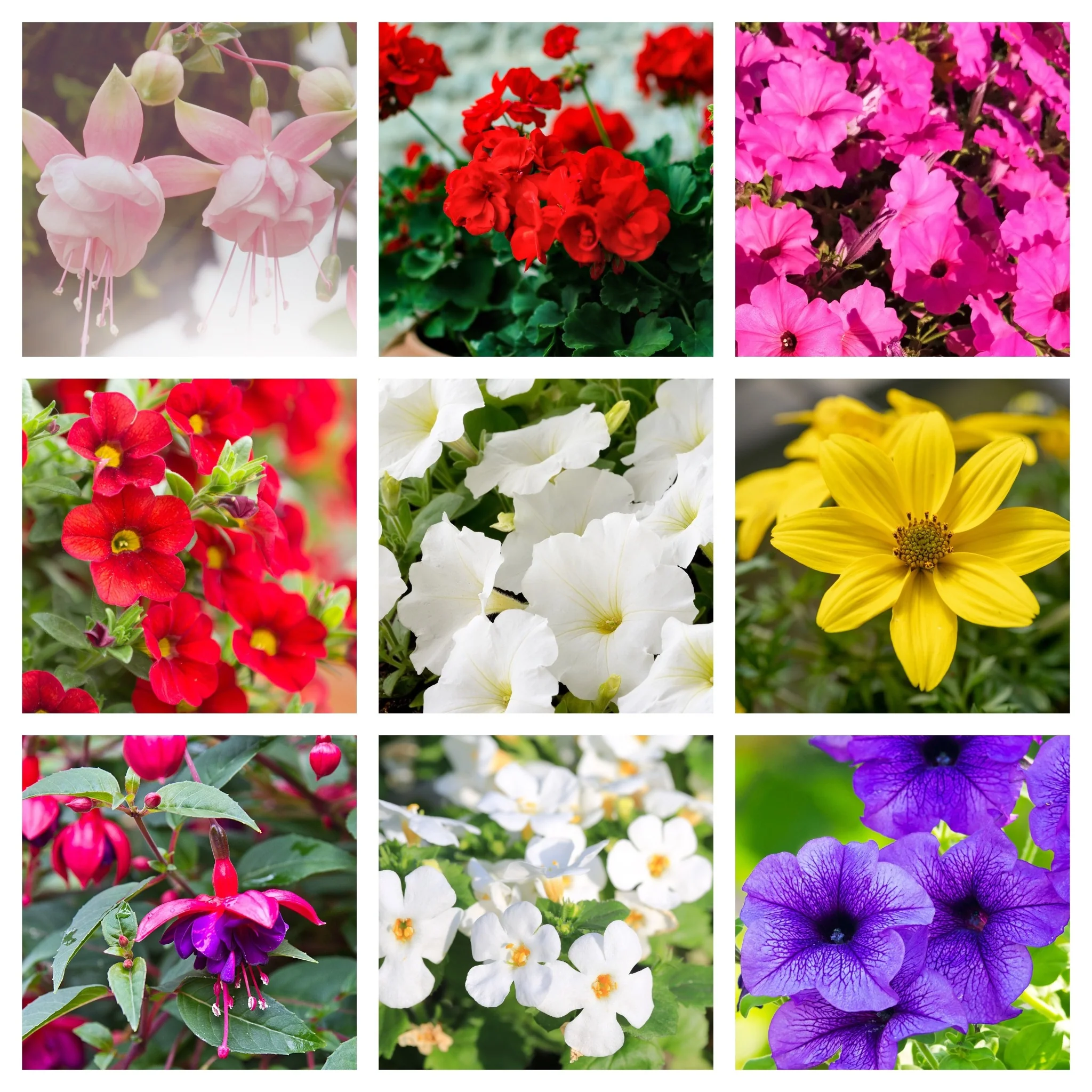 Summer Bedding Mix 3 x 13.5cm Pots - Image 5