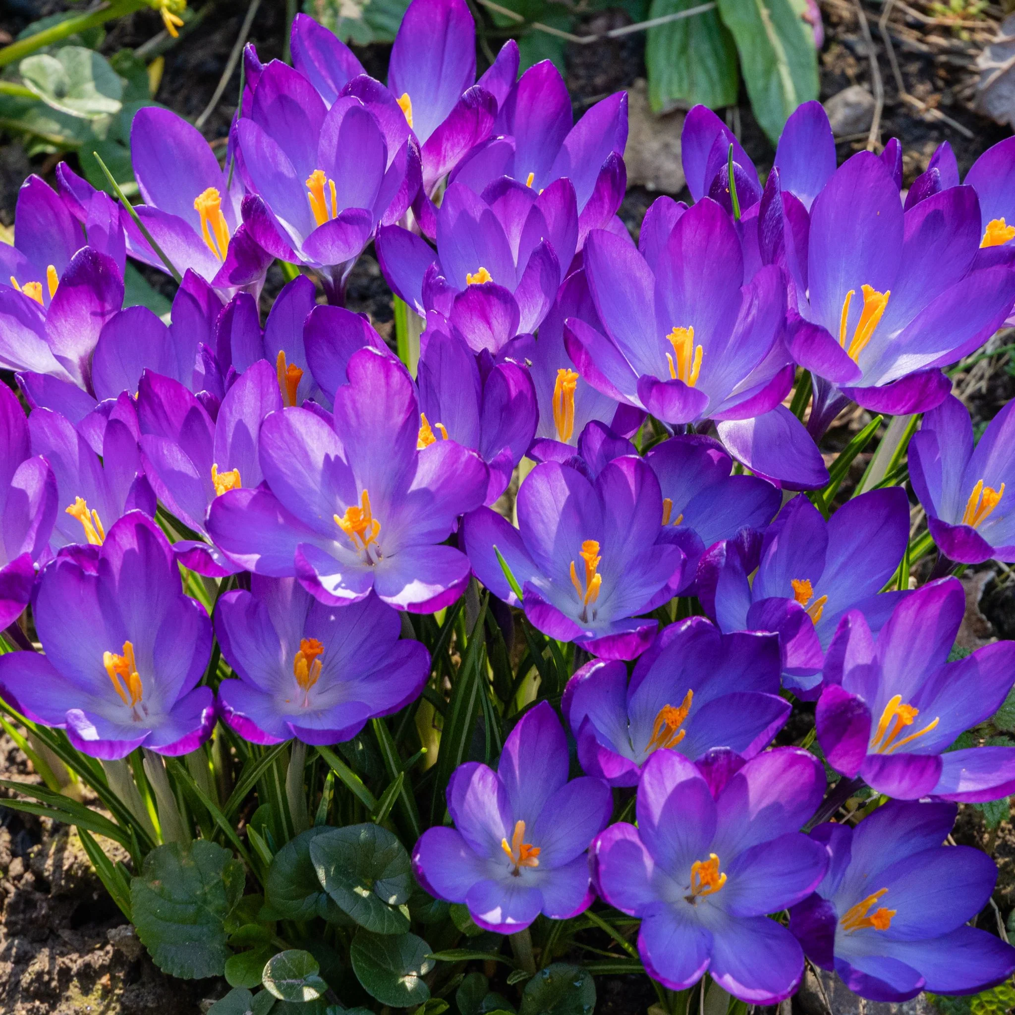 Specie Crocus 'Ruby Giant' (12 Bulbs) - Image 2