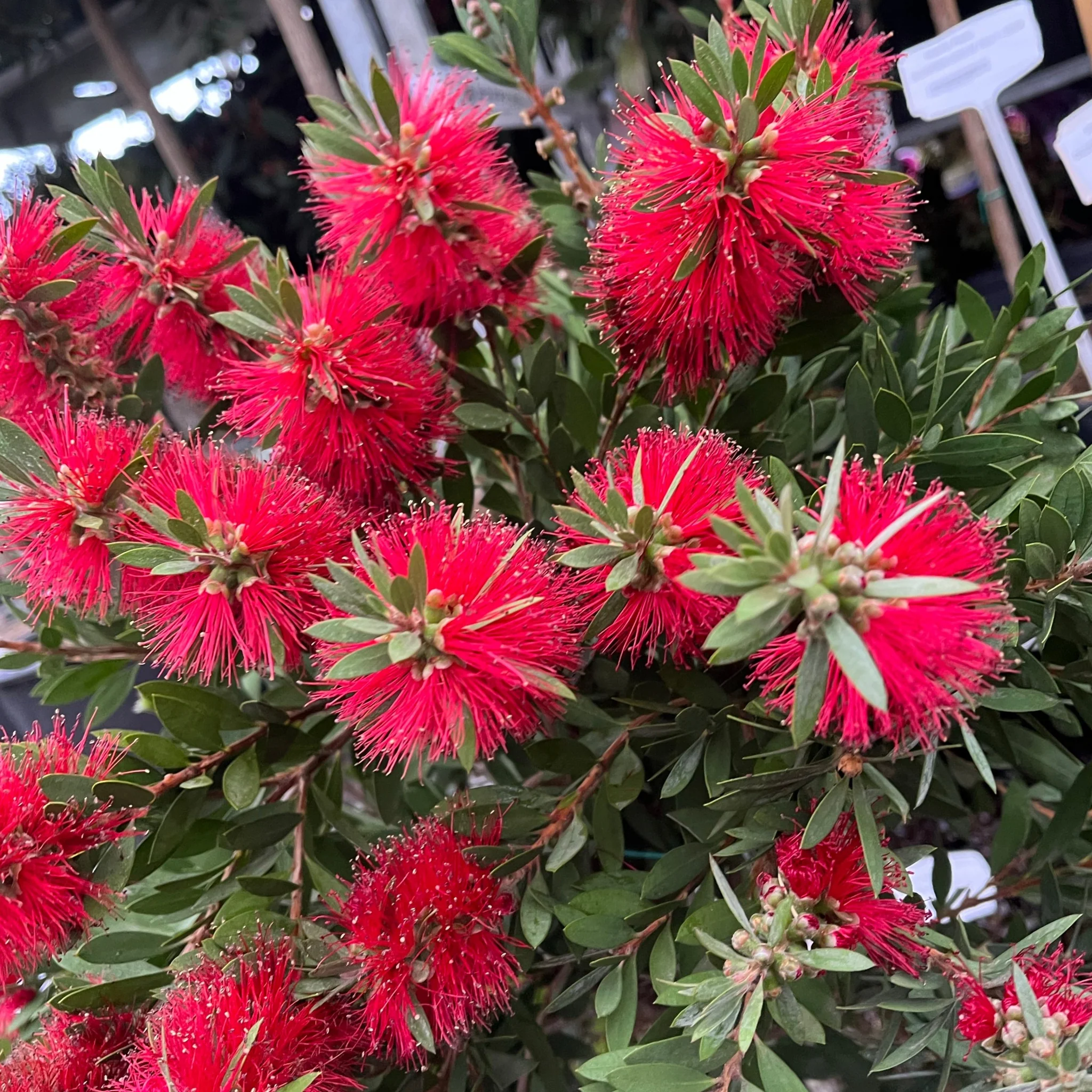 Standard Callistemon 'Kingpark' (Bottle Brush) 4L (90-100cm) - Image 3
