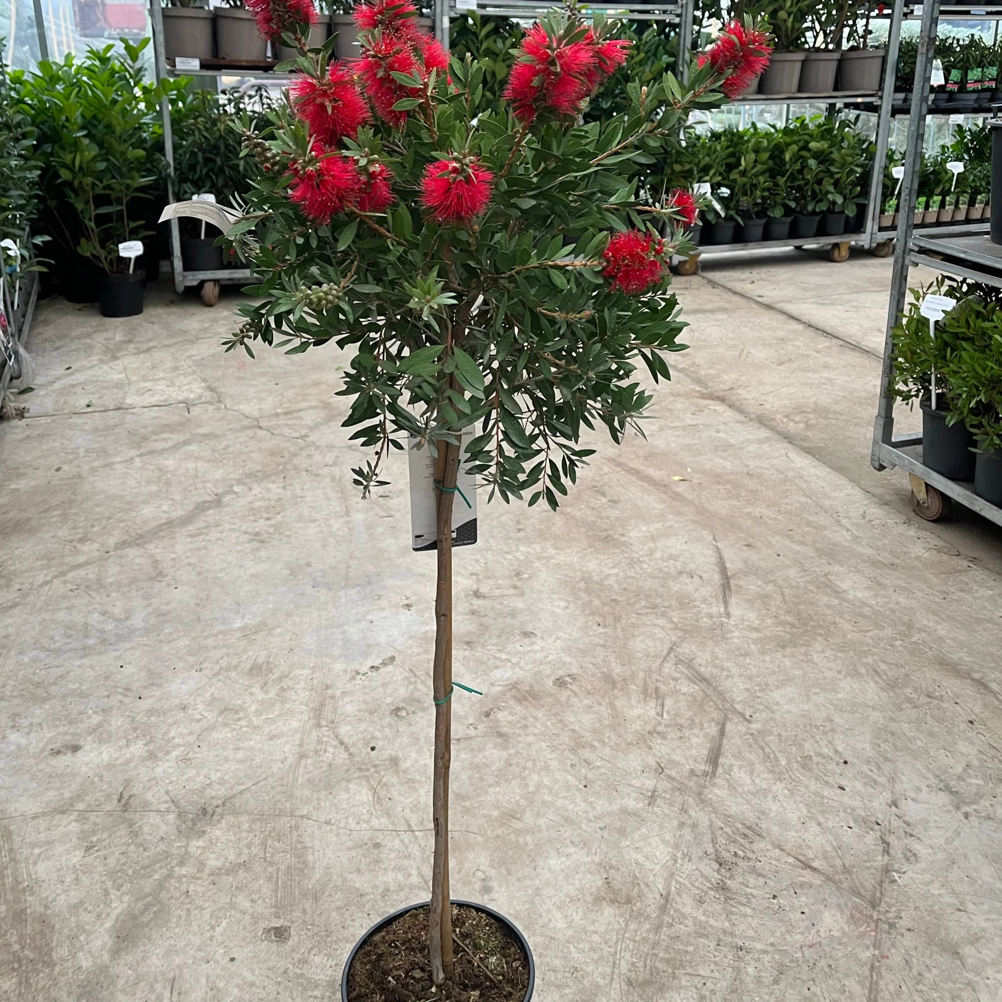 Standard Callistemon 'Kingpark' (Bottle Brush) 4L (90-100cm) - Image 4