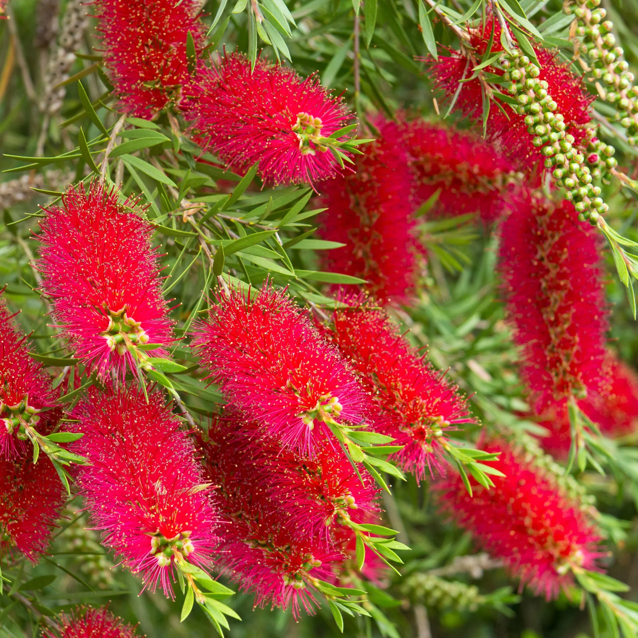 Standard Callistemon - Bottle Brush (70-80cm) - Image 6