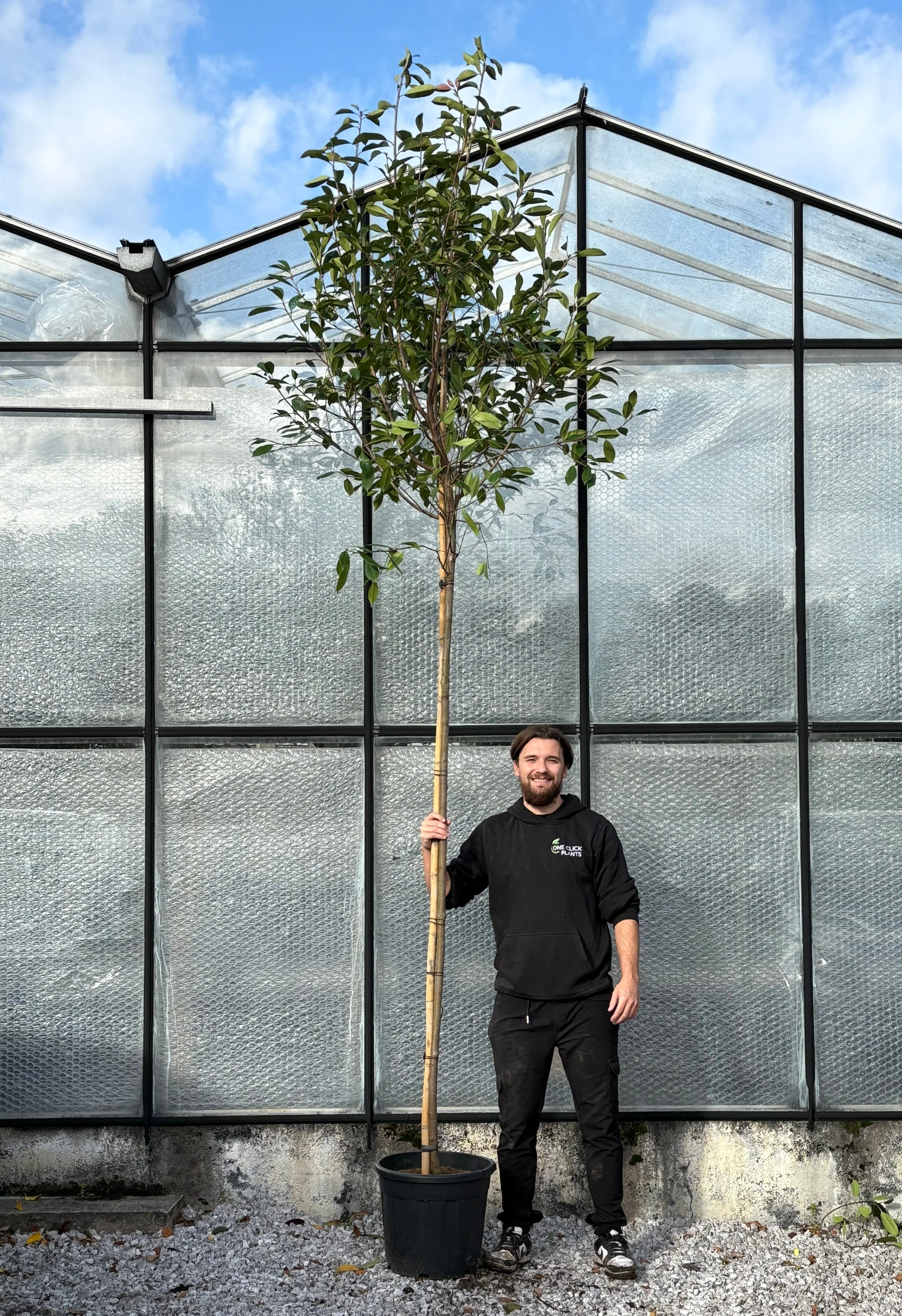 Standard Photinia Red Robin Tree 1.8m Stem, 30L Pot - Image 2
