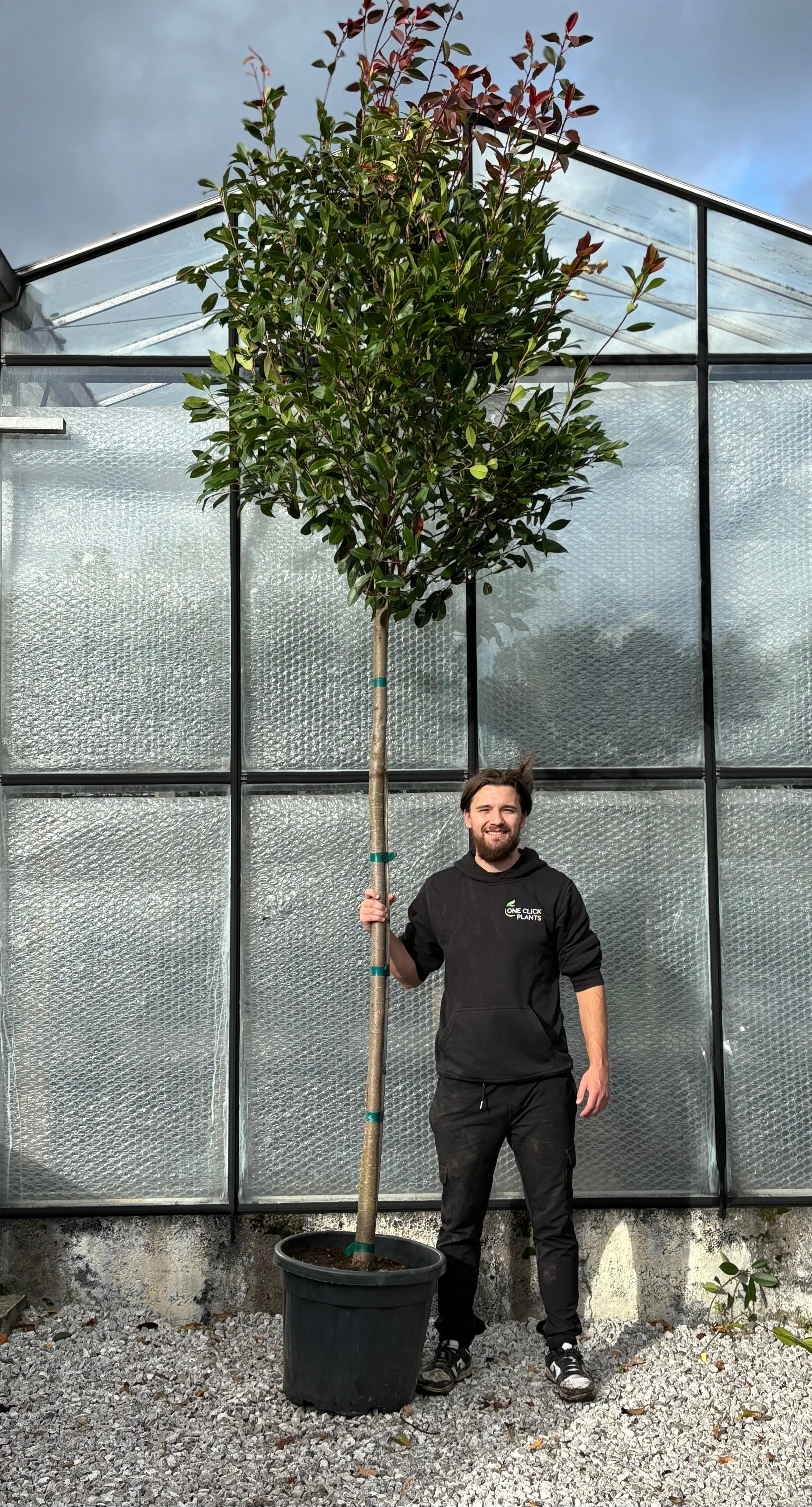 Standard Photinia Red Robin Tree 1.8m Stem, 55L (THICK STEM XL HEAD) - Image 2