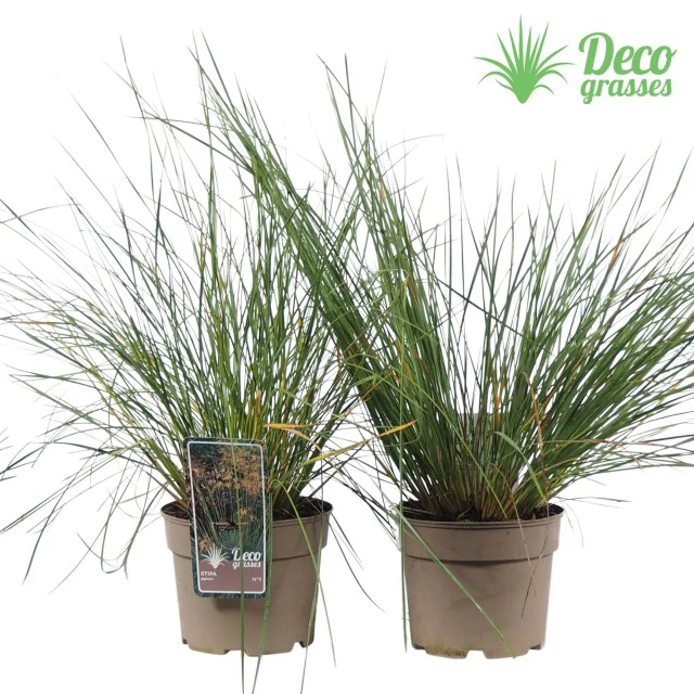 Stipa gigantea (Golden Oats) 9cm / 3L - Image 3