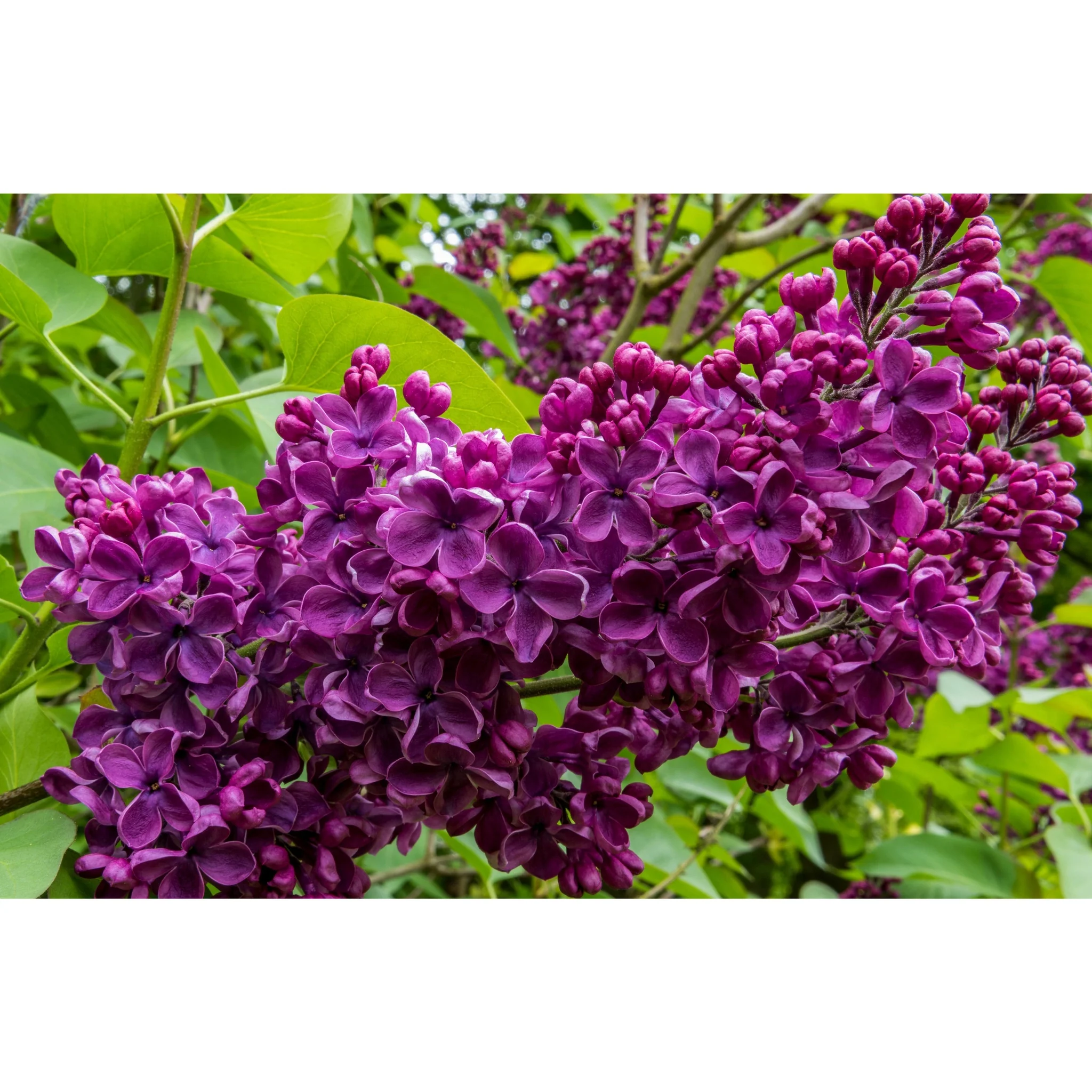 Syringa vulgaris 'Charles Joly' (Lilac) 2L - Image 3