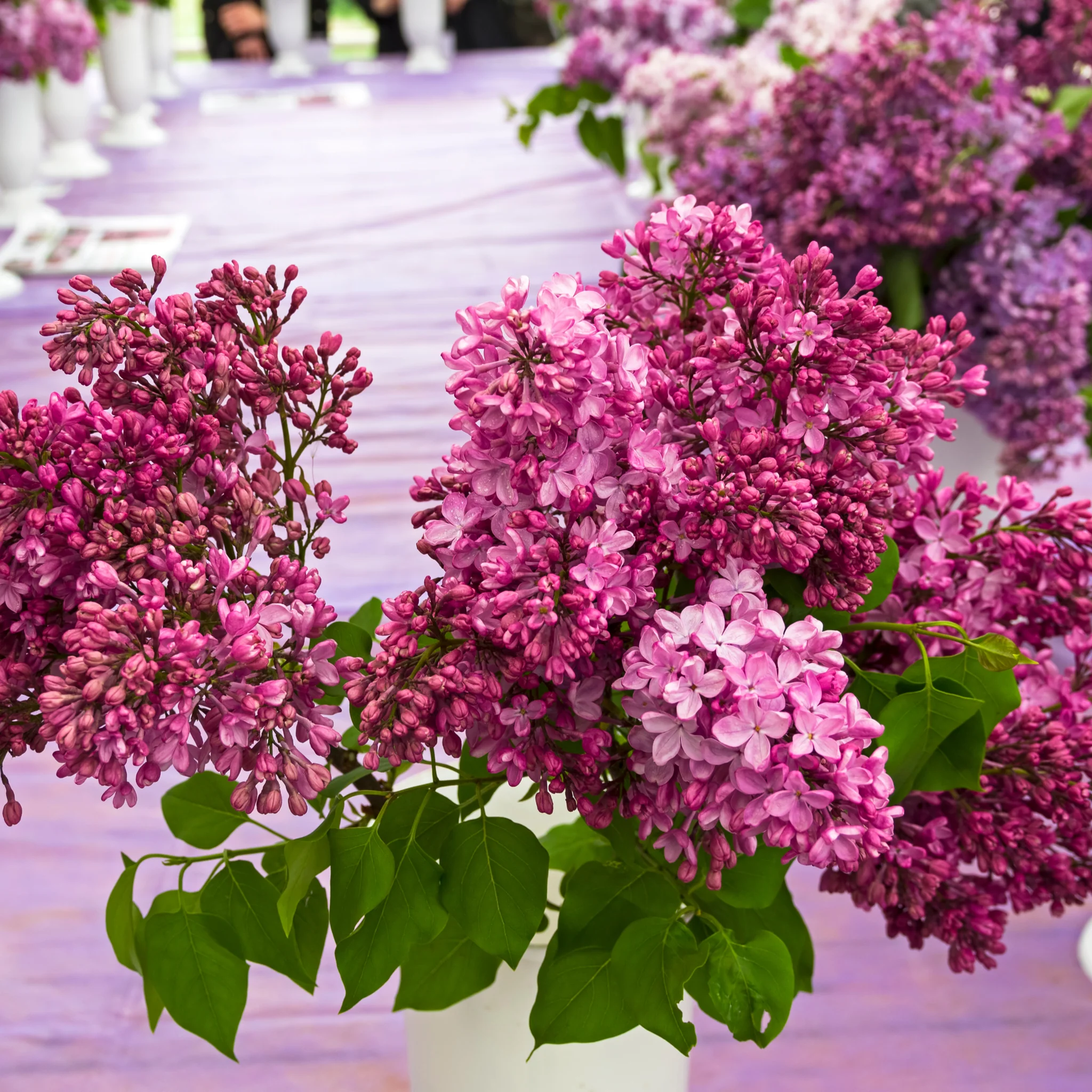 Syringa × Hyacinthiflora 'Esther Staley' (Lilac)