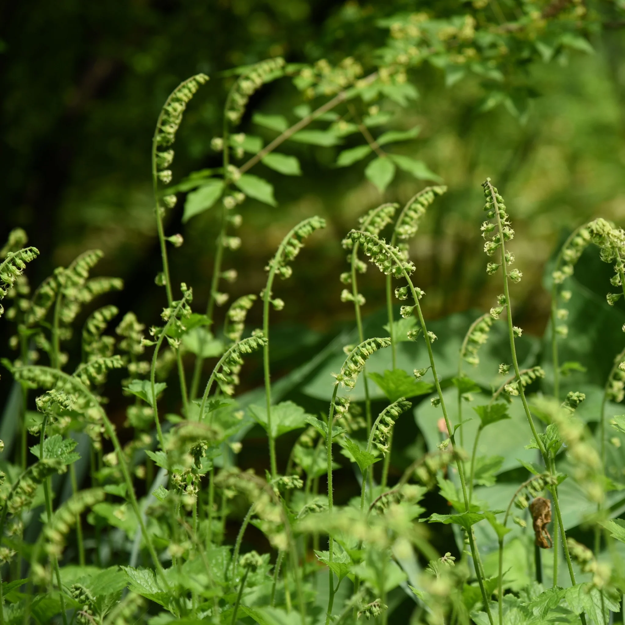 Tellima grandiflora 9cm - Image 2