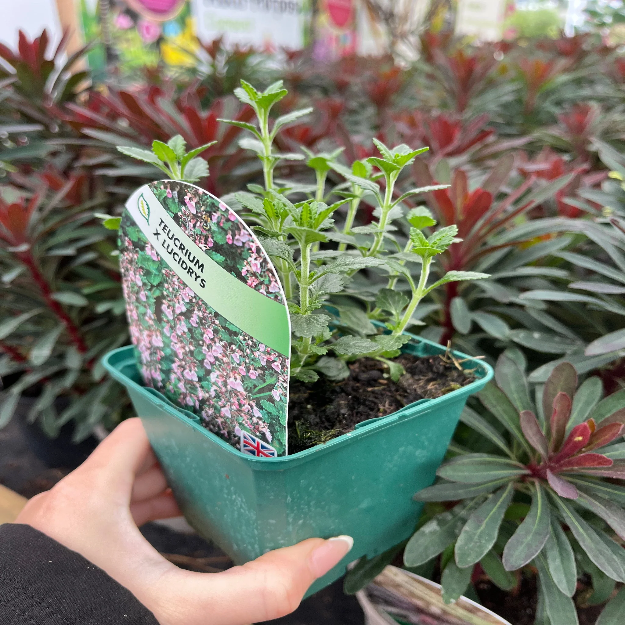 Teucrium x Lucidrys 9cm - Image 2