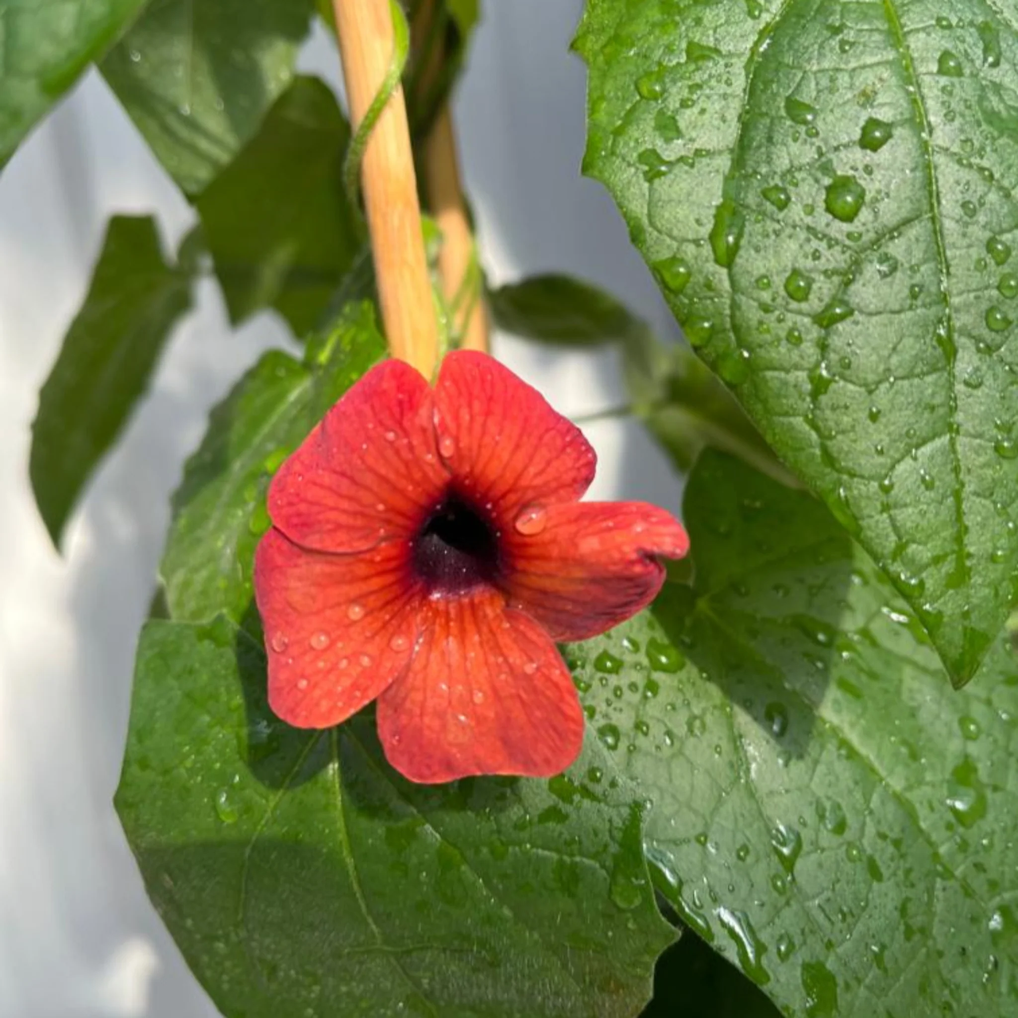 Thunbergia alata Black Eyed Susie (Red) - Image 2