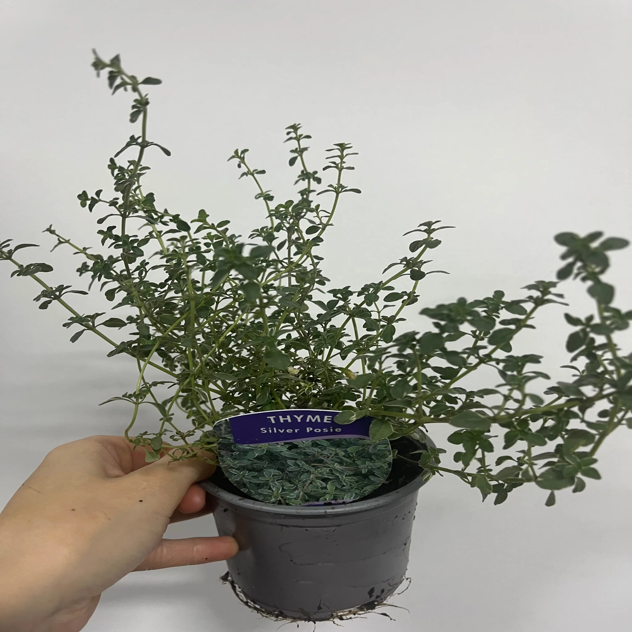 Thyme Silver Posie (Thymus) 11cm Pot - Image 2