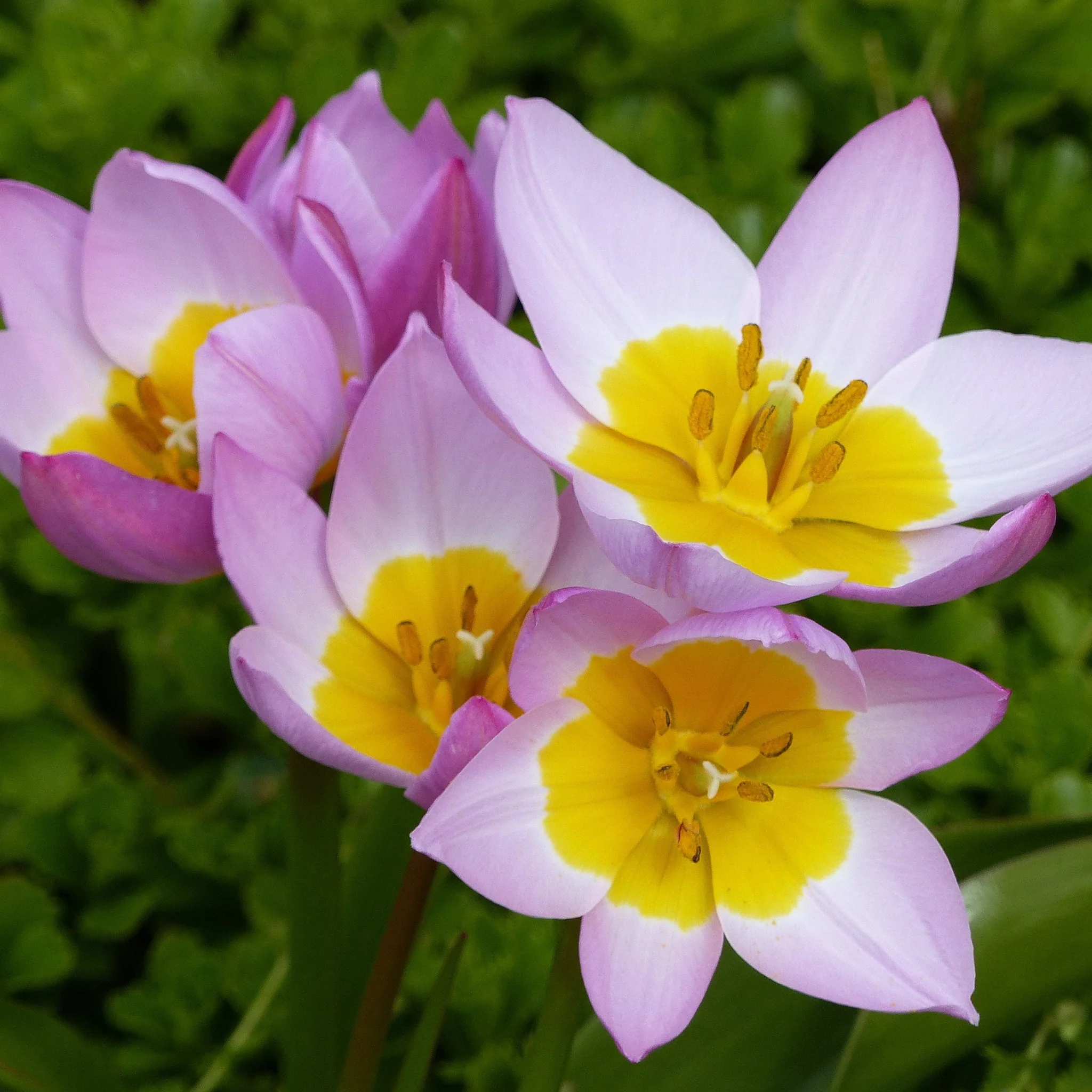 Tulip Bakerii 'Lilac Wonder' (8 Bulbs) - Image 2