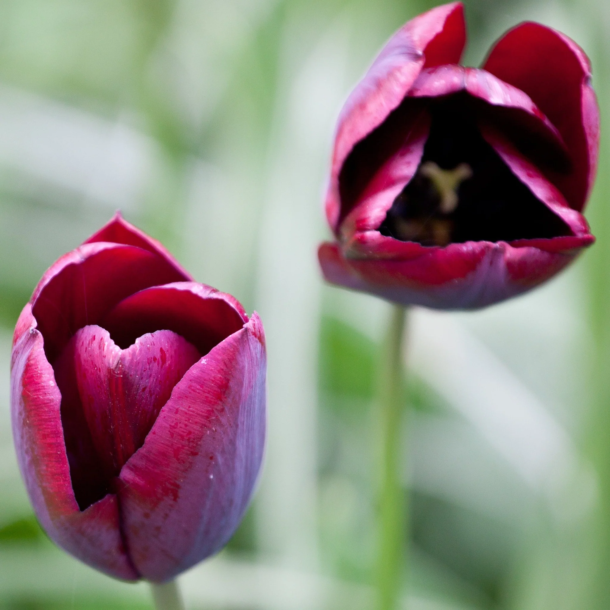 Tulip 'Ronaldo' (4 Bulbs) - Image 3
