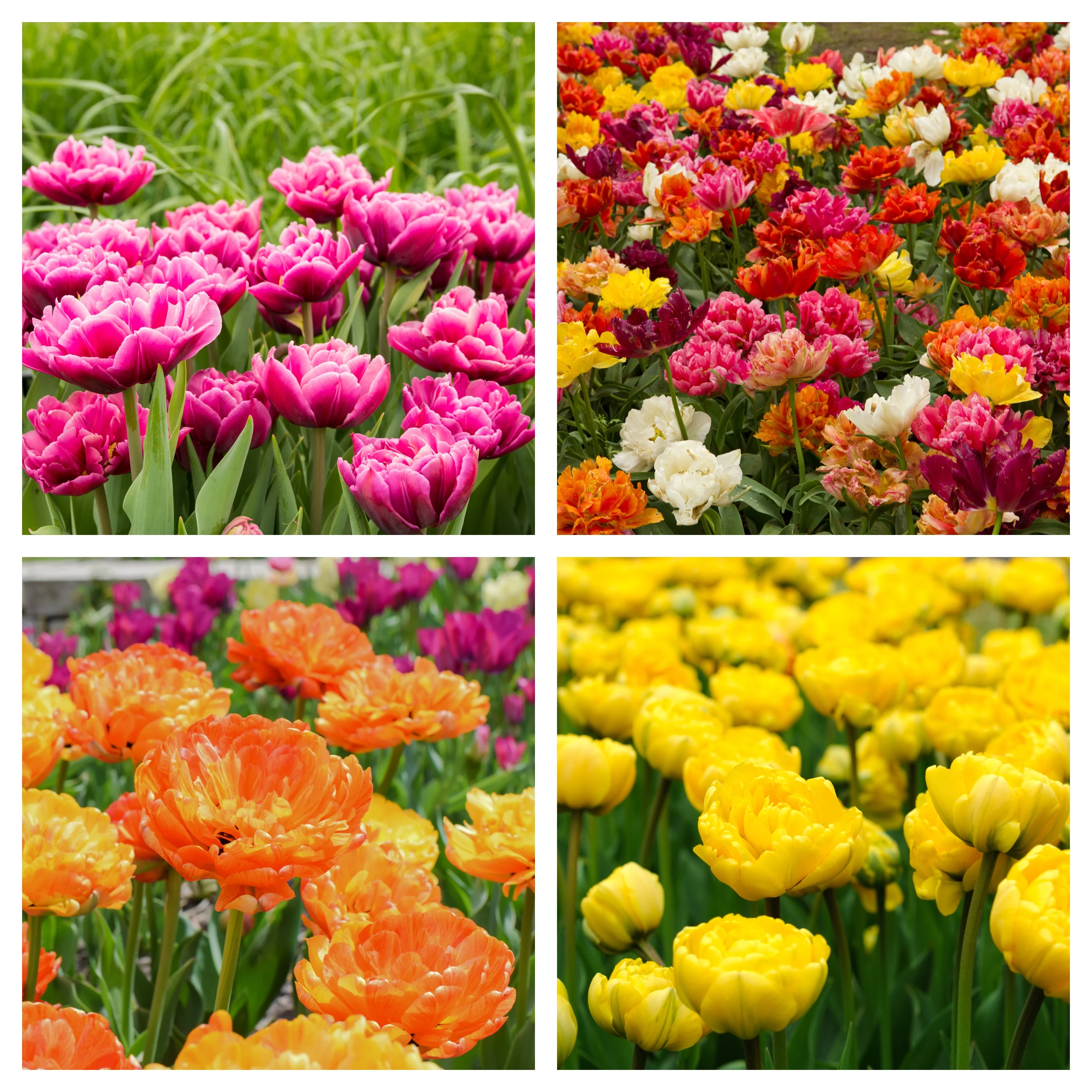 Tulip Double Early Mixed (4 Bulbs) - Image 3