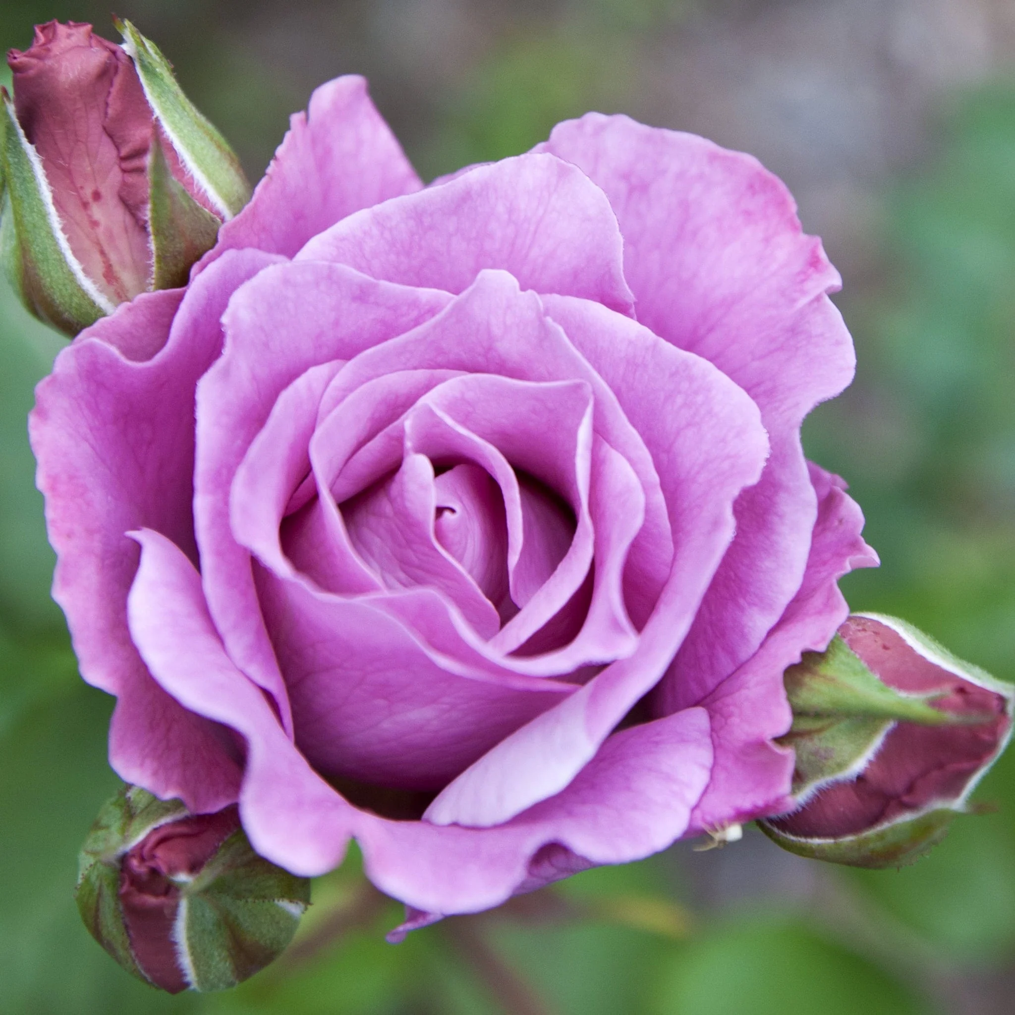 Twice in a Blue Moon Rose | Hybrid Tea | 4L Potted Rose - Image 2