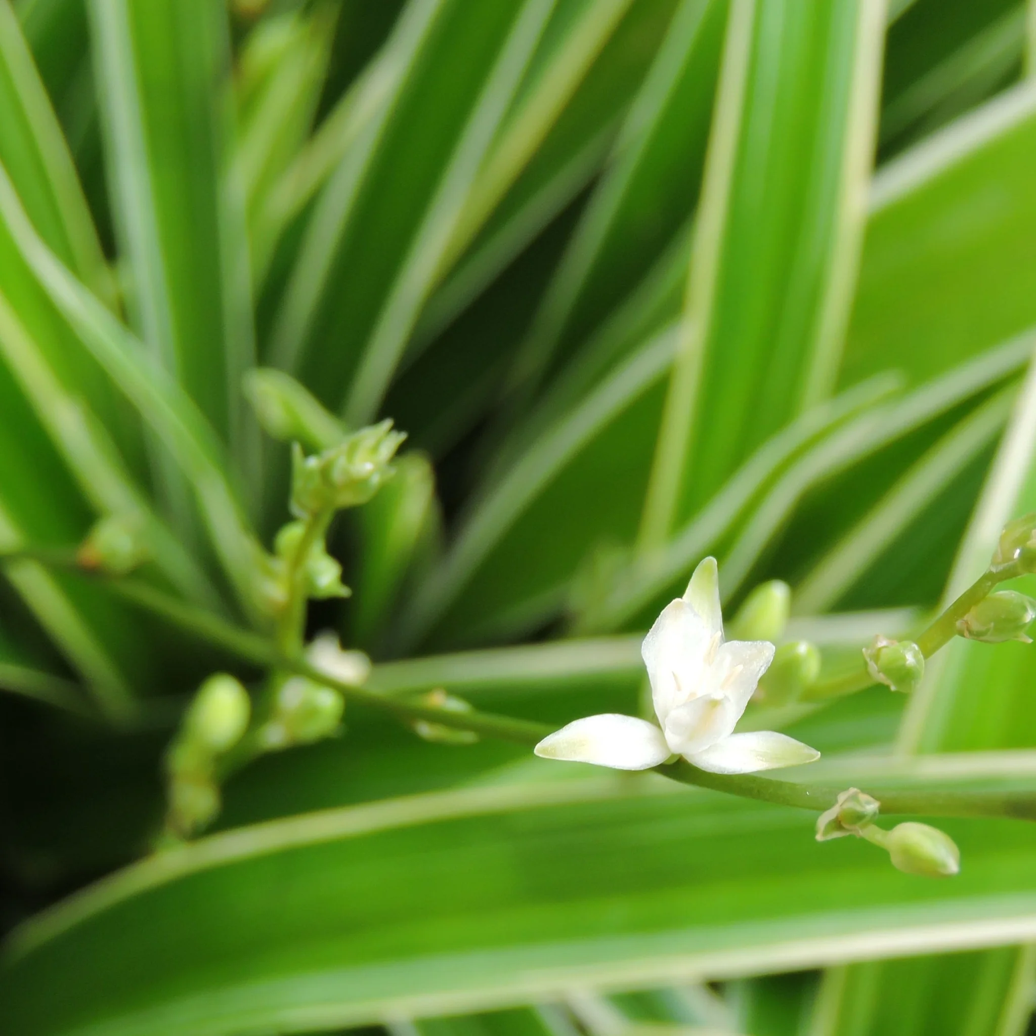 Chlorophytum variagata (Spider Plant) 25-30cm - Image 3