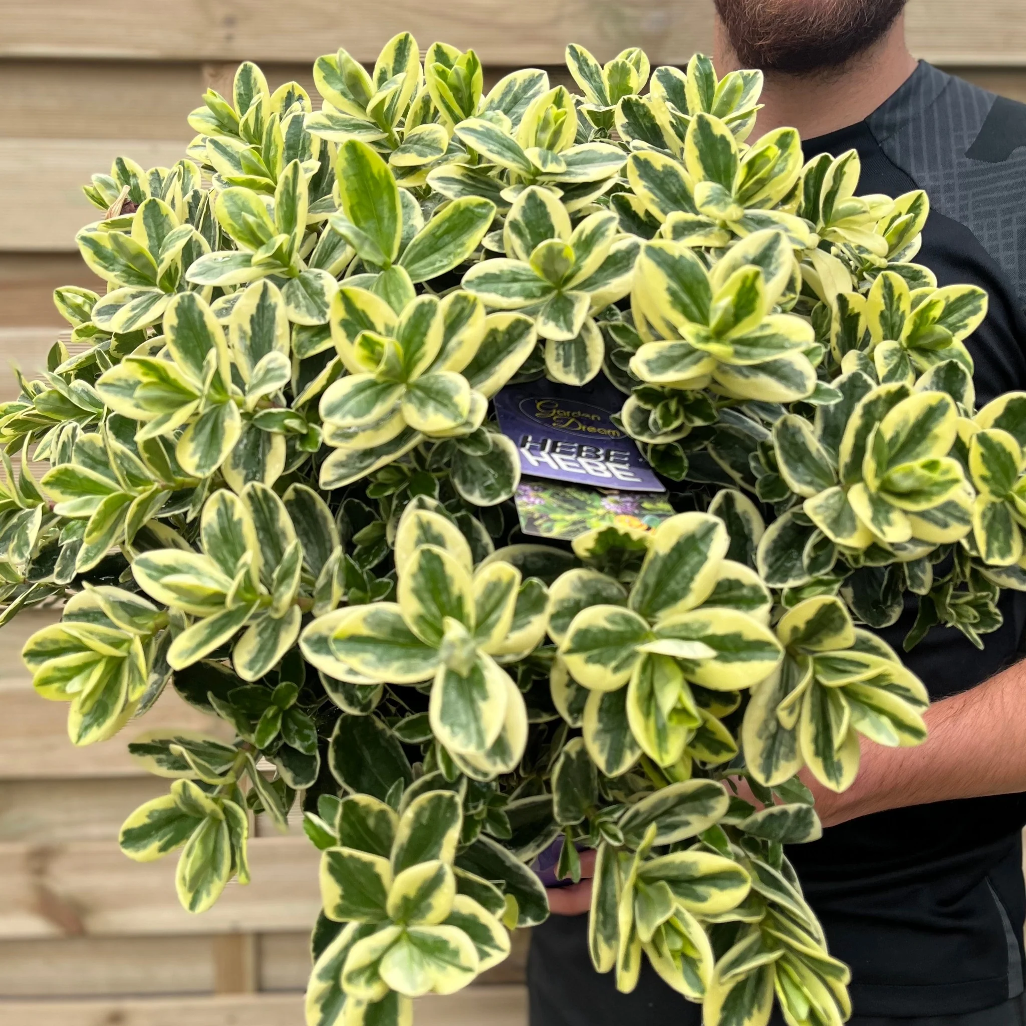 Variegated Hebe andersonii Katrina 1L/5L - Image 2