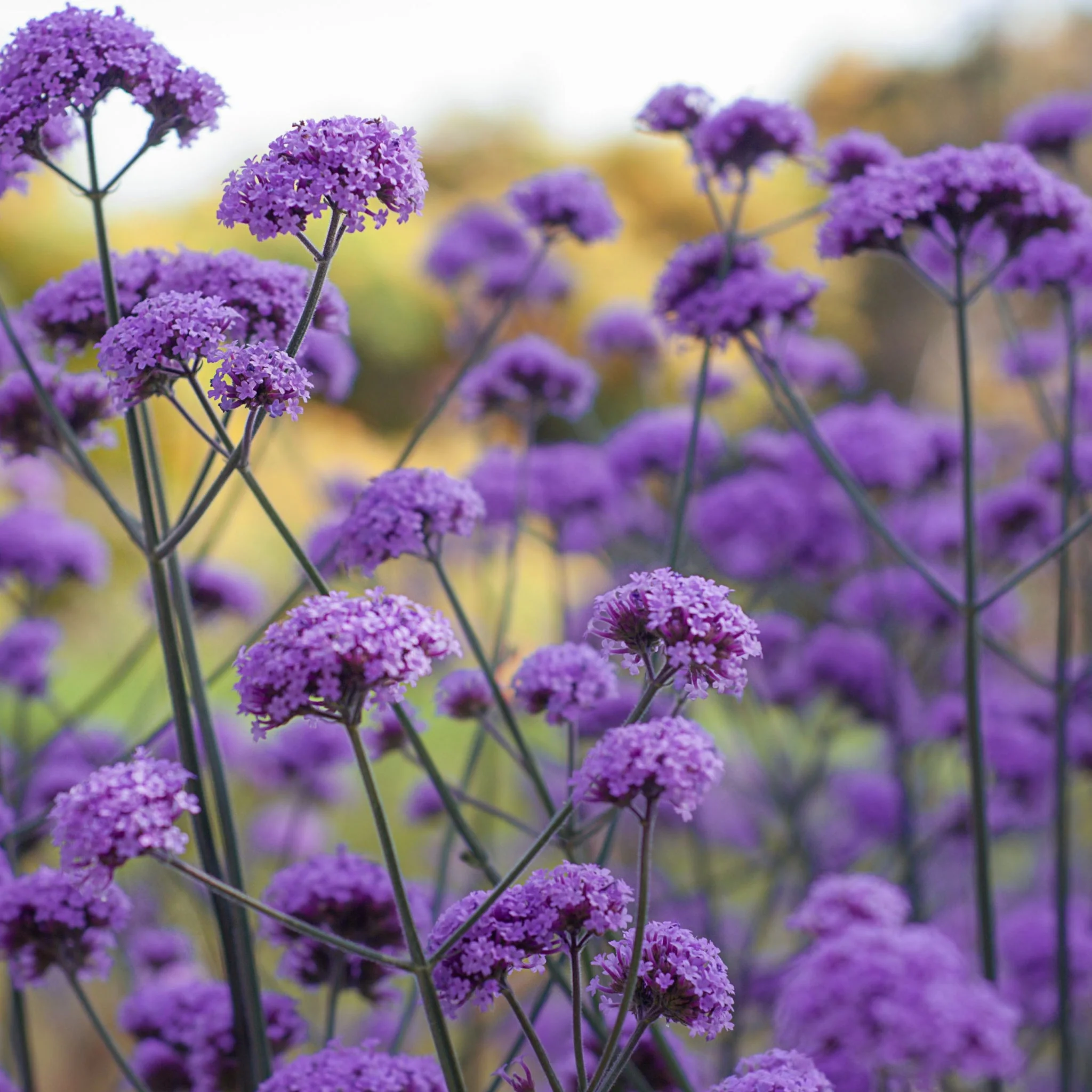 Verbena bonariensis (Young Perennial) PRE ORDER SPRING '26
