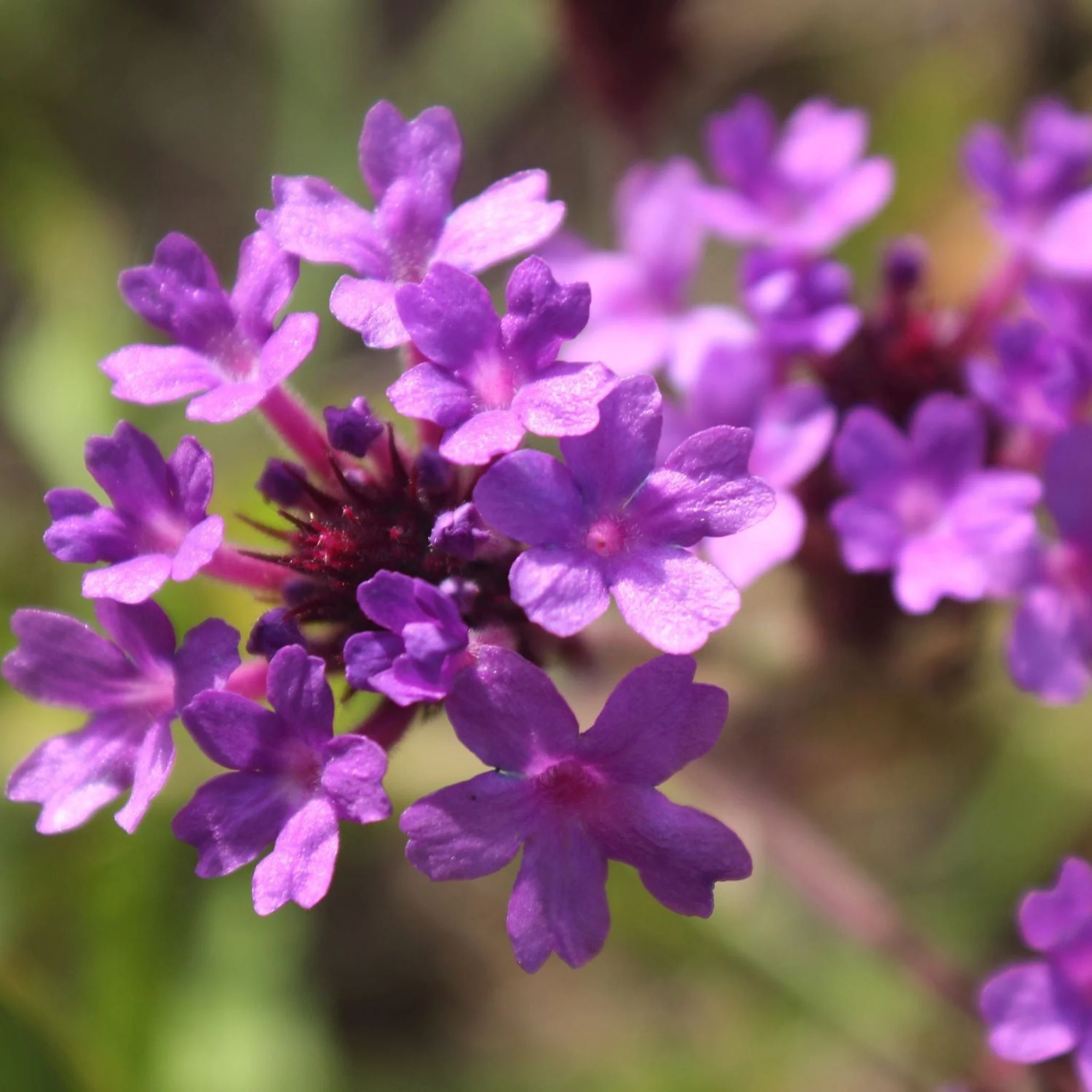 Verbena 'Rigida' 9cm/1.5L/2L - Image 2