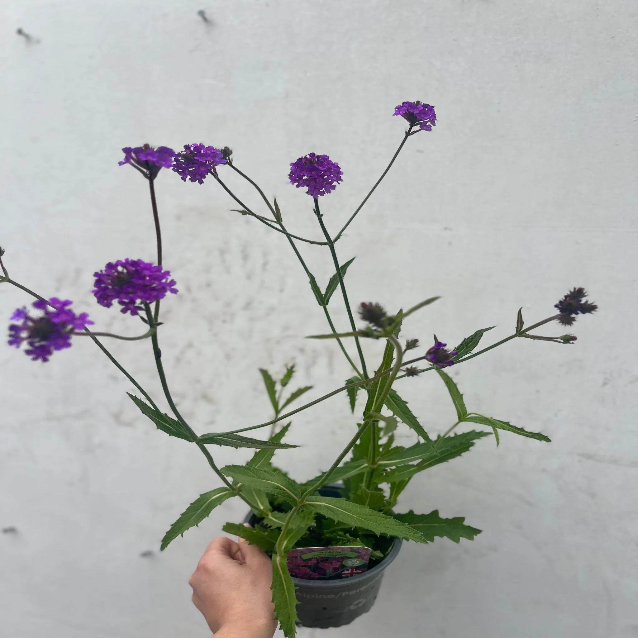 Verbena 'Rigida' 9cm/1.5L/2L - Image 5