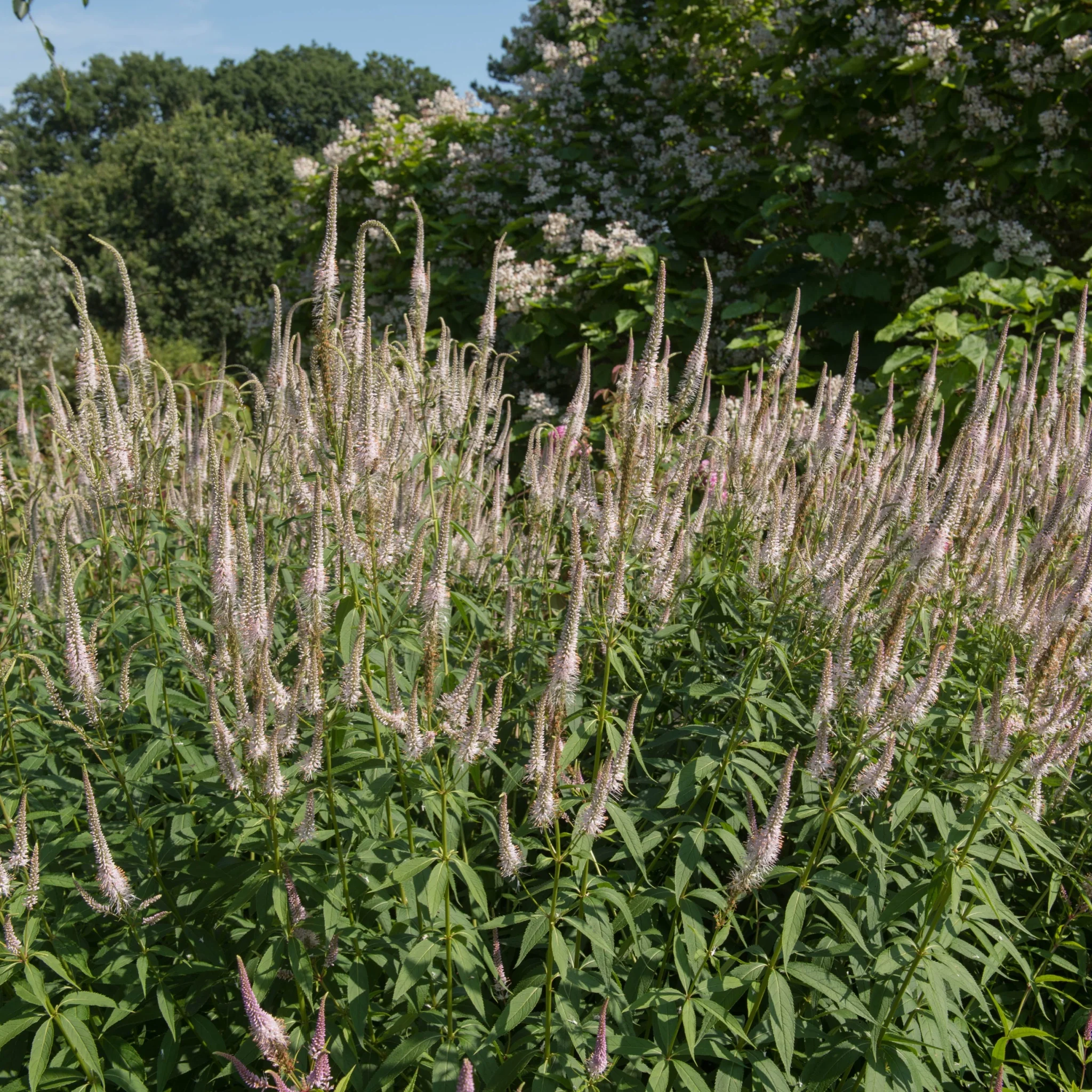 Veronicastrum virginanum Pink Glow 9cm Pot - Image 2