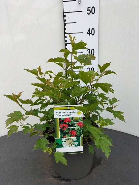 Viburnum opulus Compactum 3L - Image 3