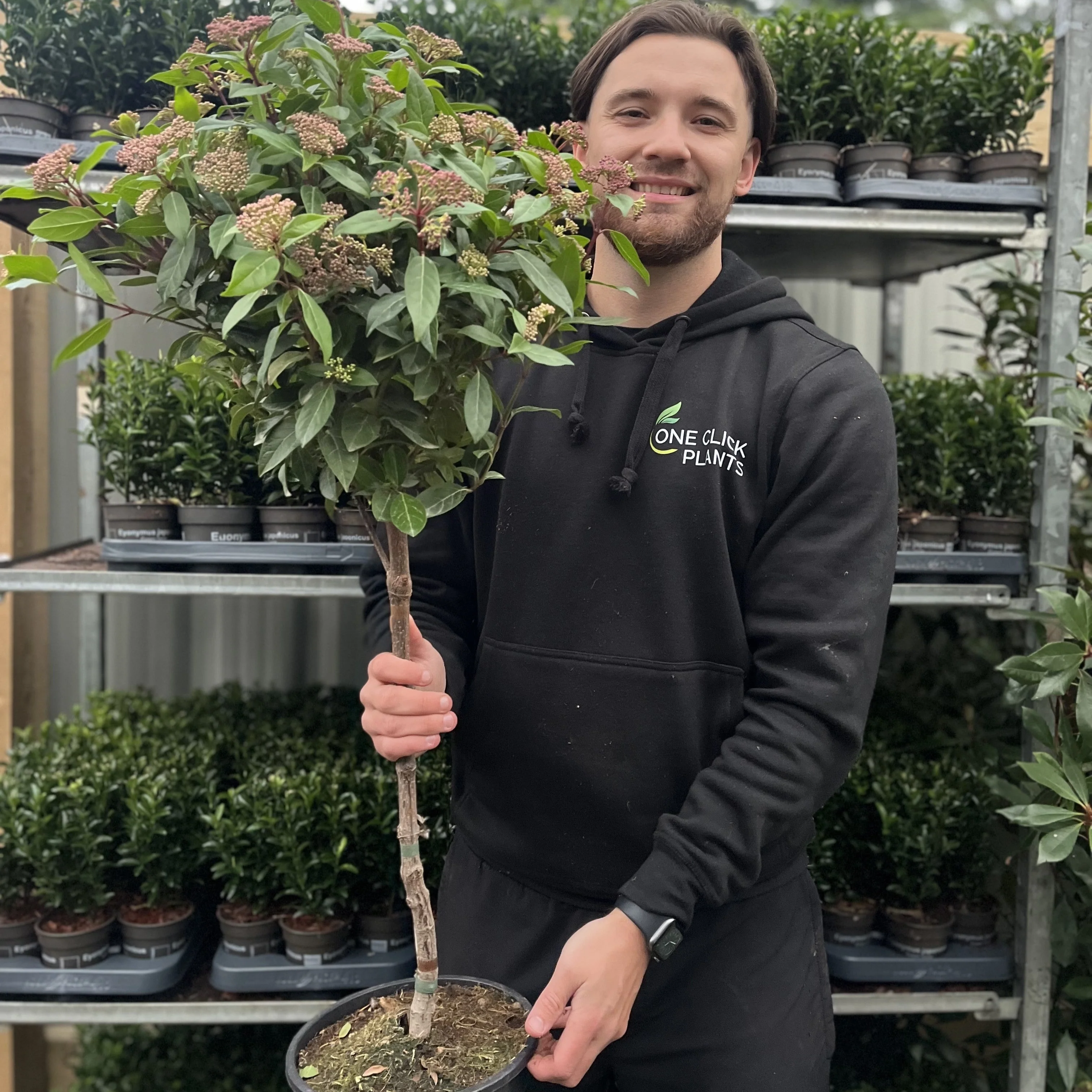 Viburnum tinus Patio Tree 90-100cm