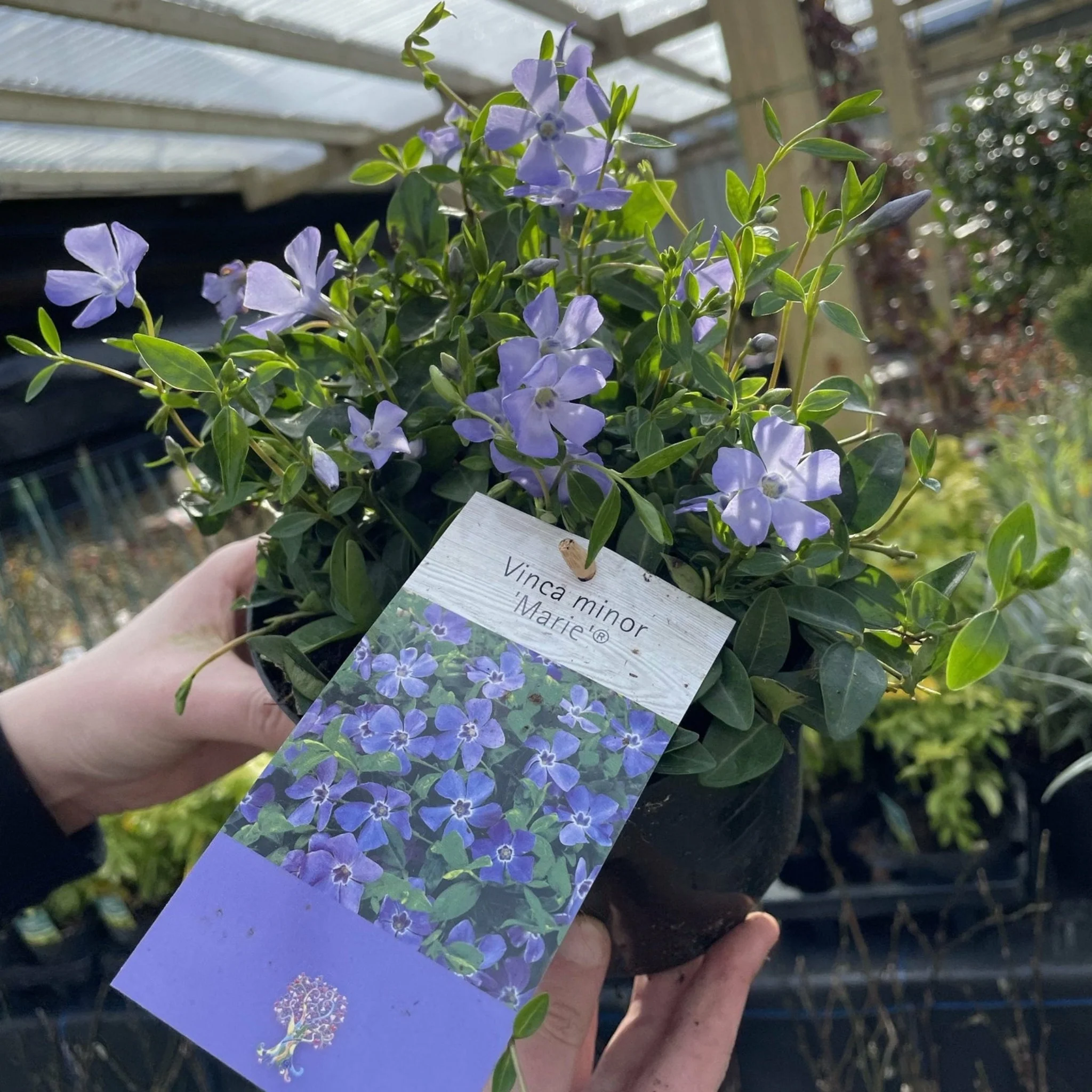 Vinca minor ‘marie’ 9cm / 2L