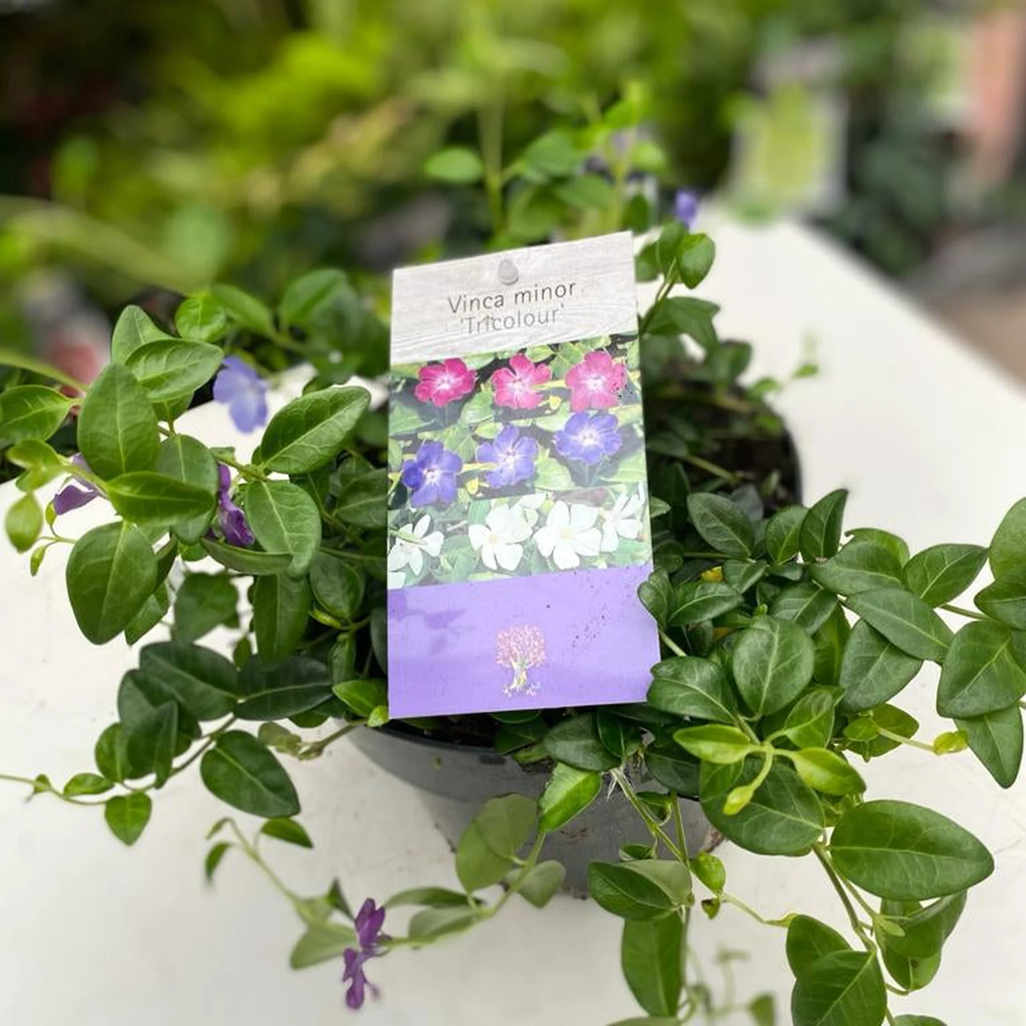 Vinca minor Tricolour | Periwinkle | 2L - Image 2